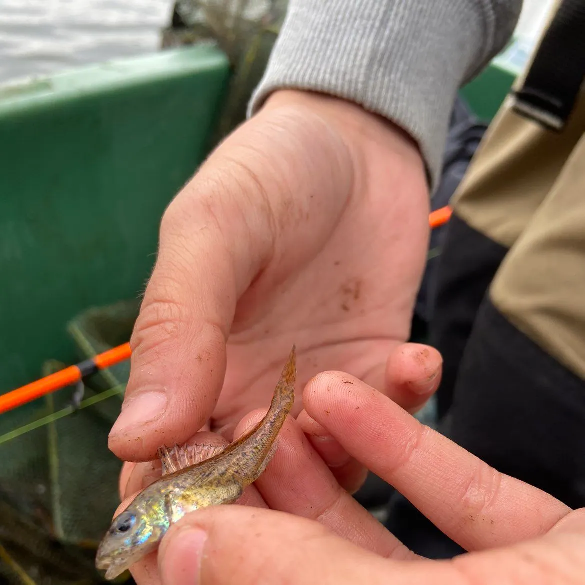 The most recent Eurasian ruffe catches on Fishbrain