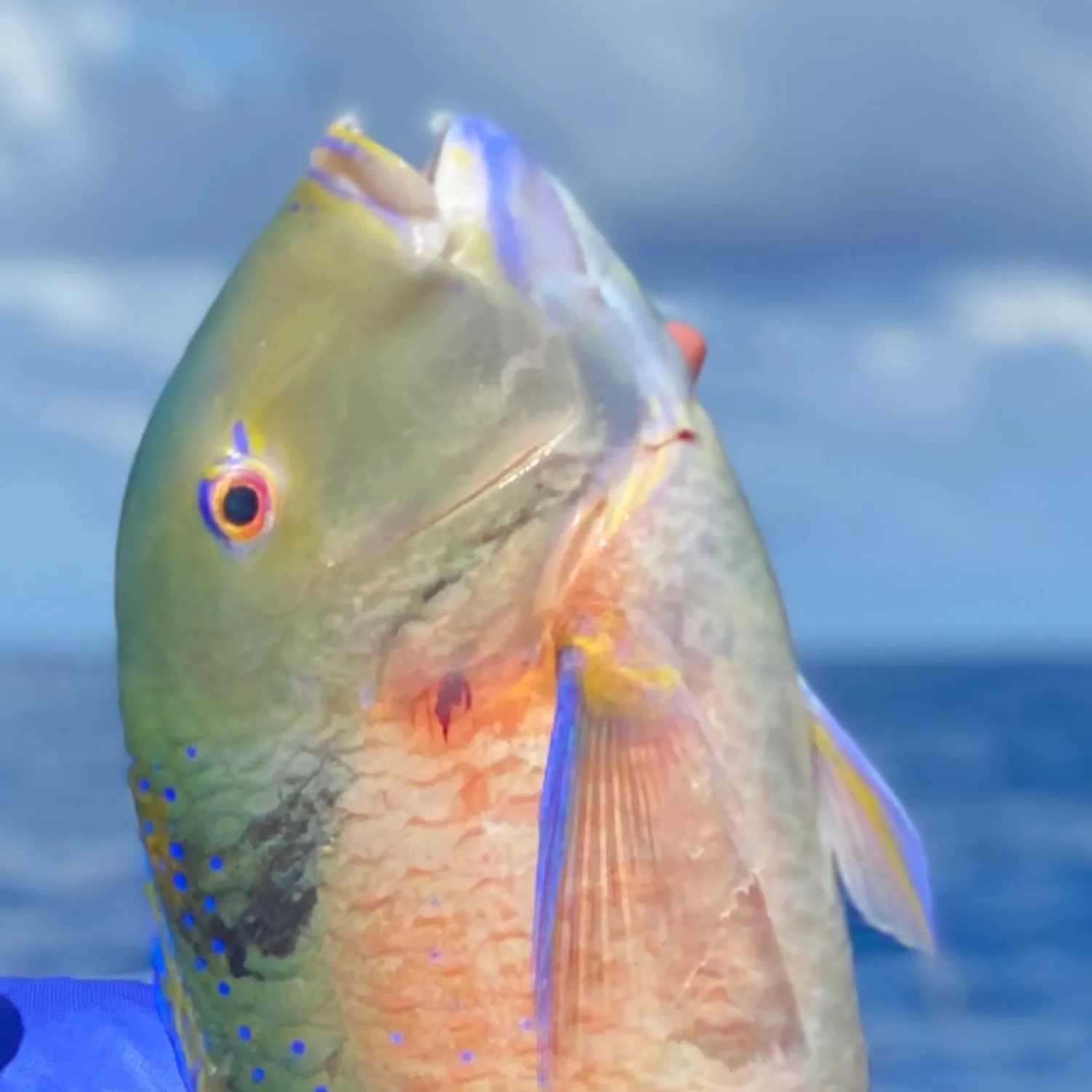 The most recent Ember parrotfish catches on Fishbrain