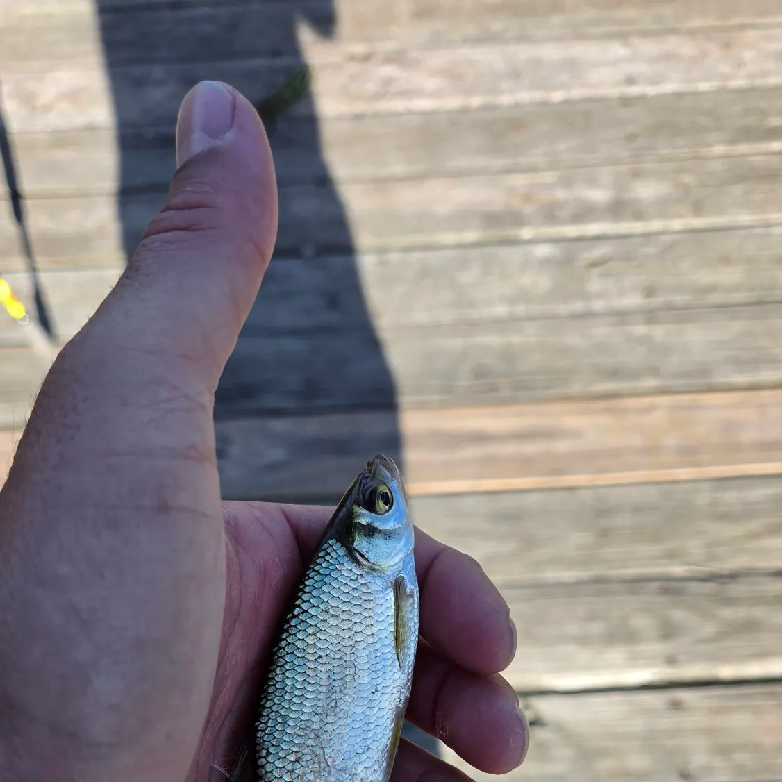 Golden shiner caught on Fishbrain