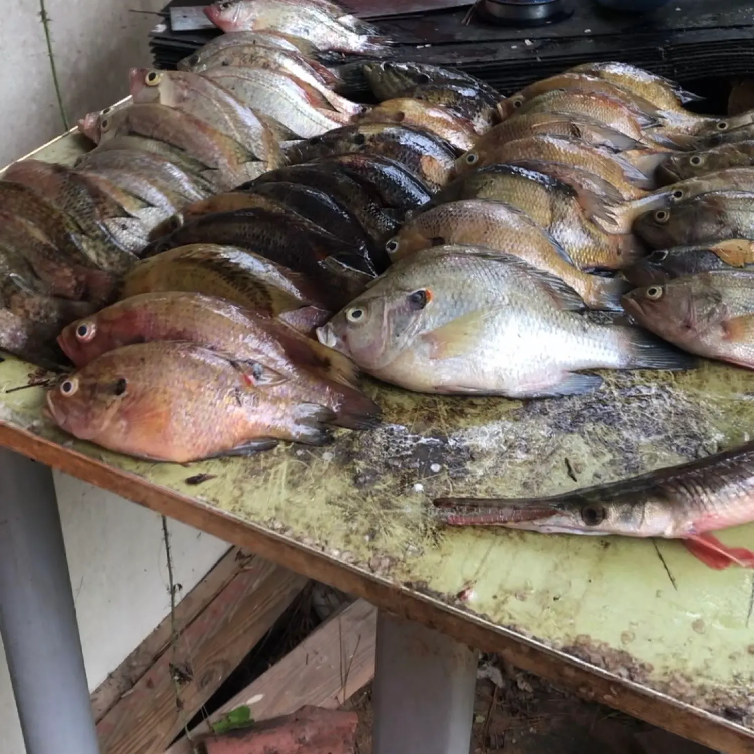 recently logged catches