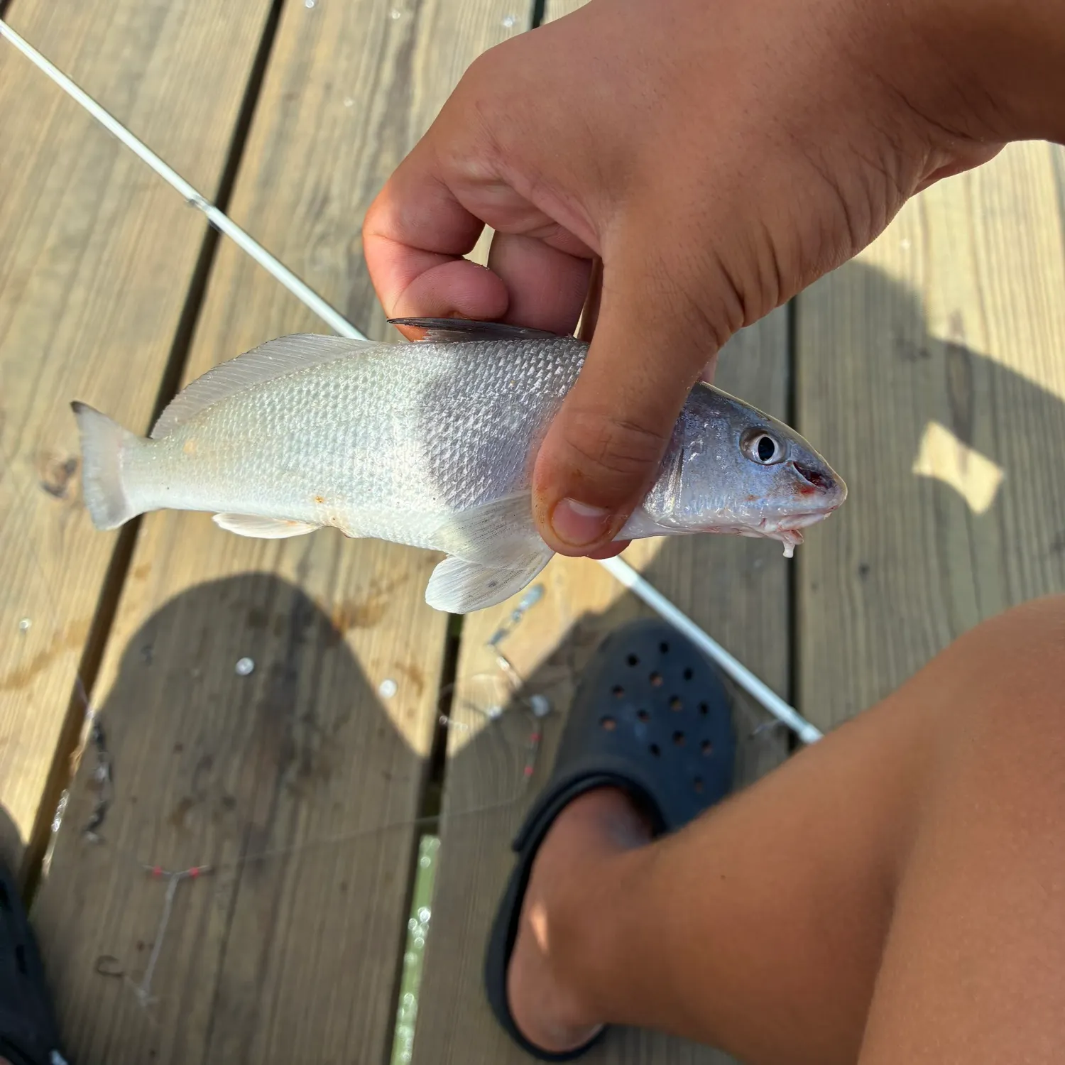 Gulf kingcroaker caught on Fishbrain