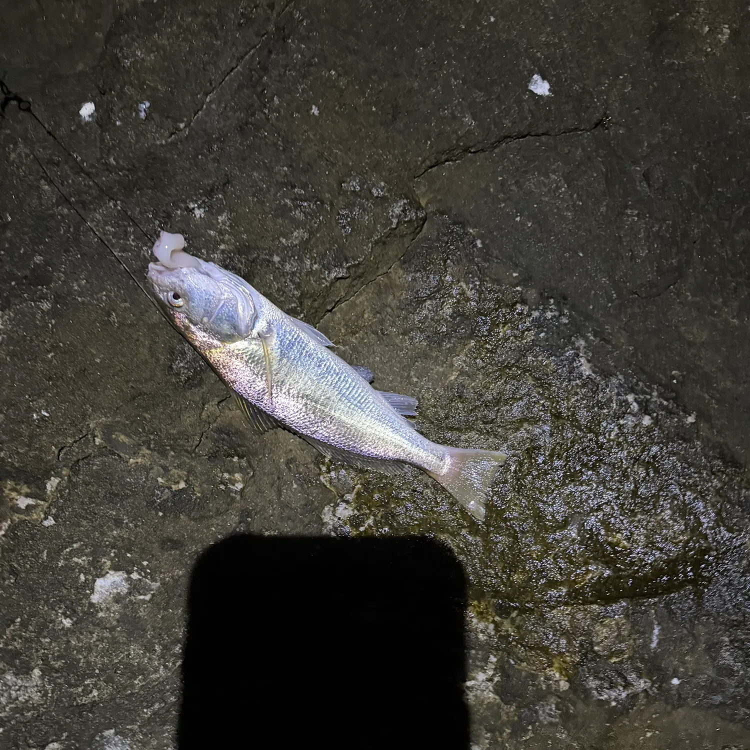 White croaker caught on Fishbrain