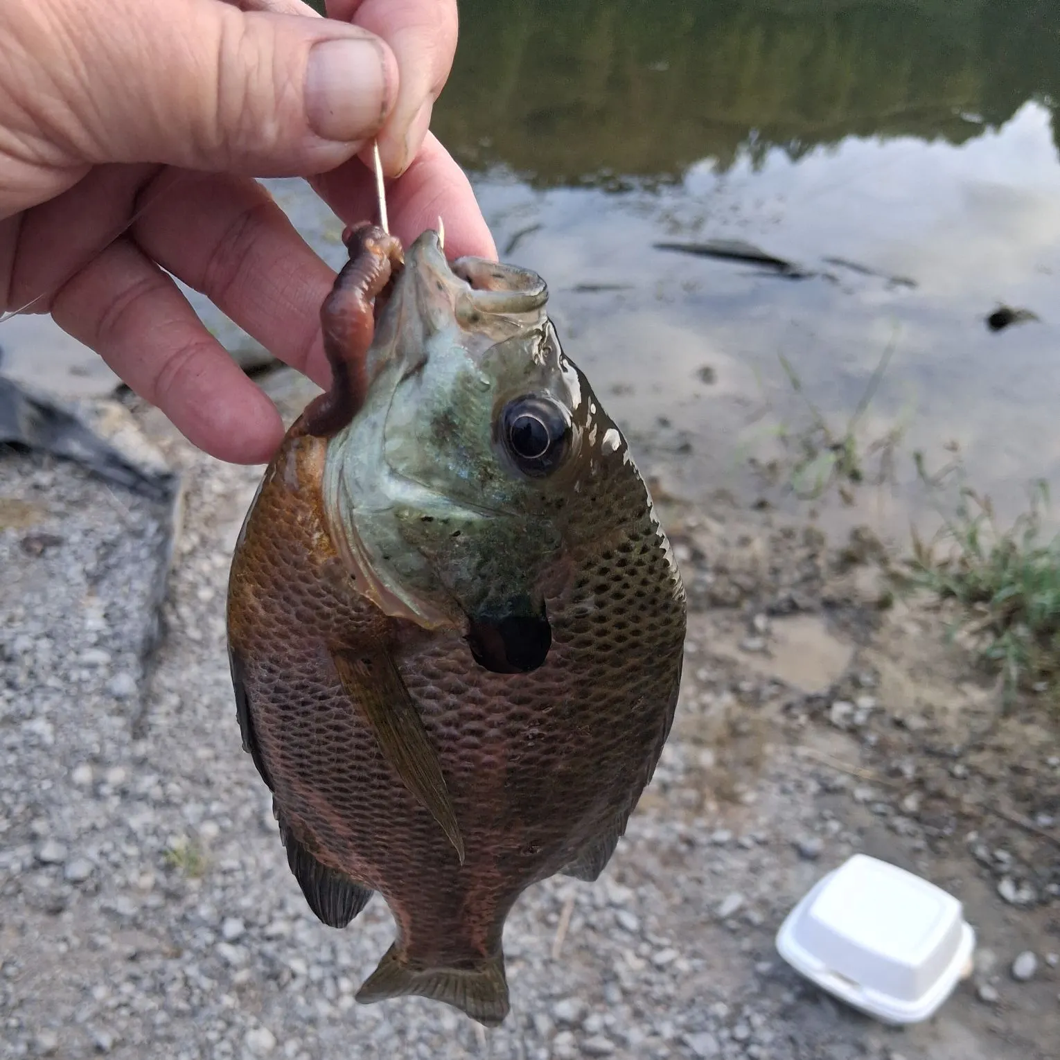 Greengill hybrid caught on Fishbrain