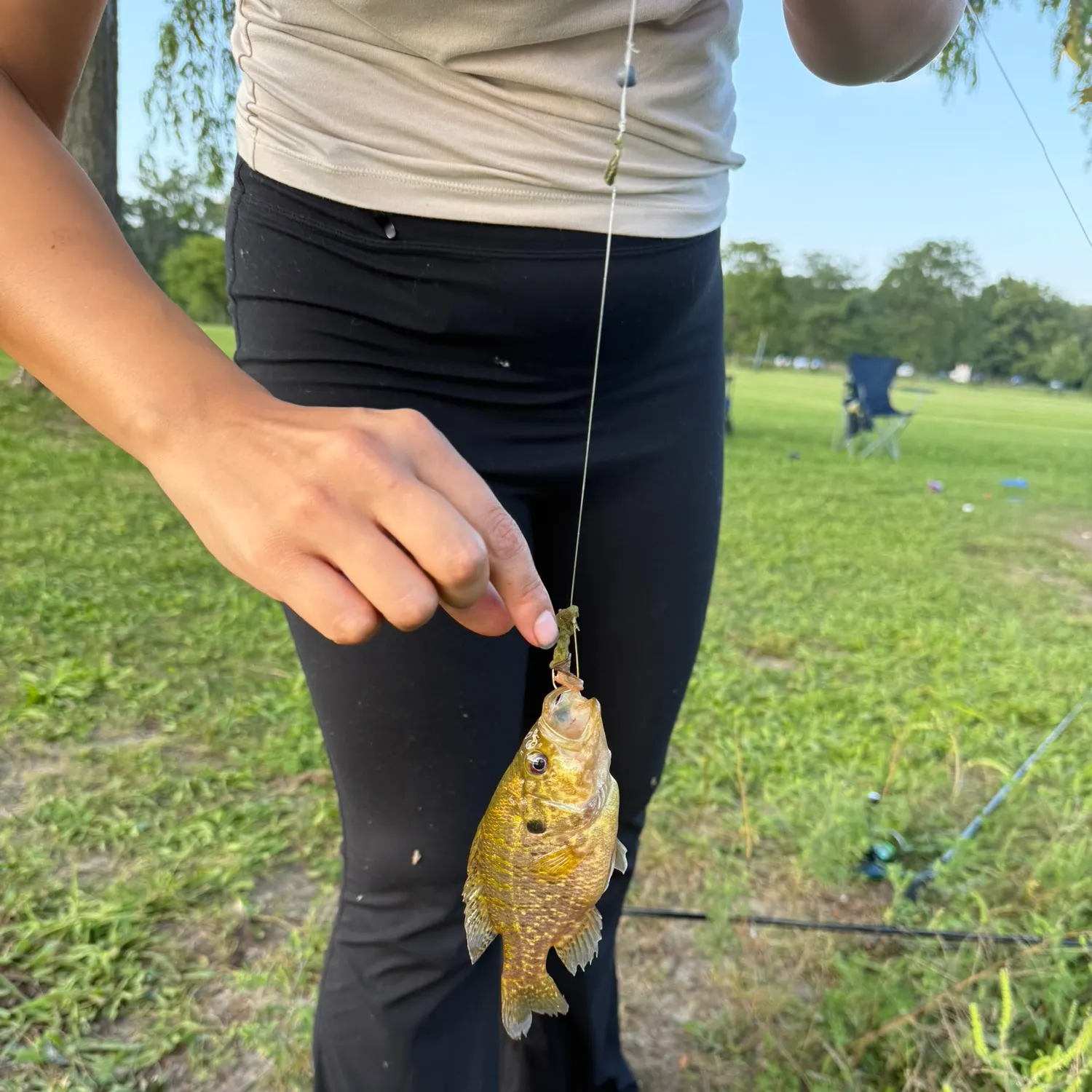 Warmouth caught on Fishbrain