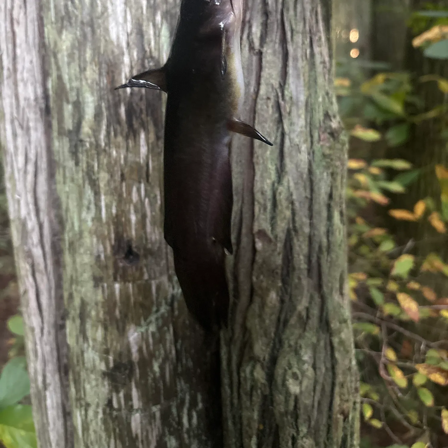 The most recent Brown bullhead catches on Fishbrain