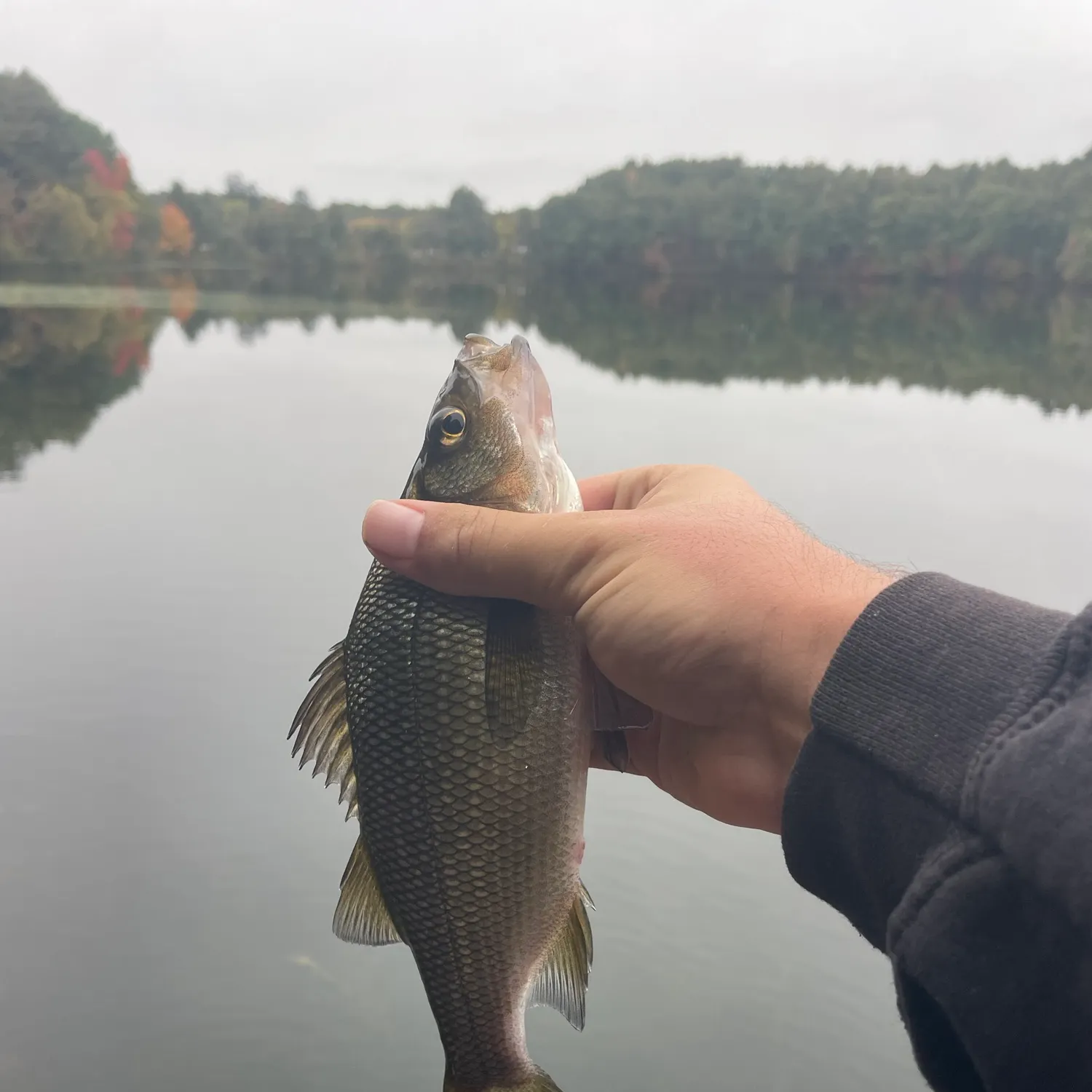 White perch caught on Fishbrain