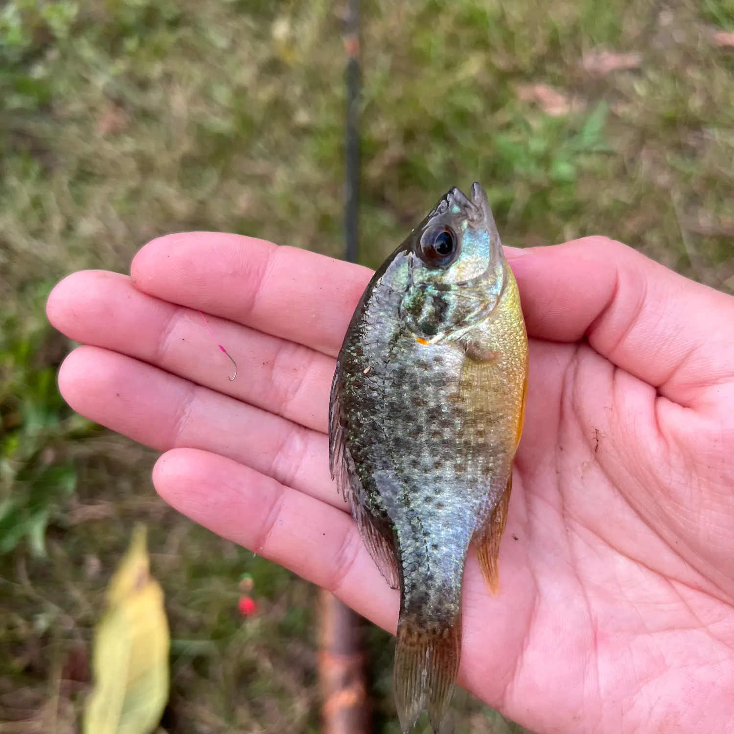 Pumpkinseed caught on Fishbrain