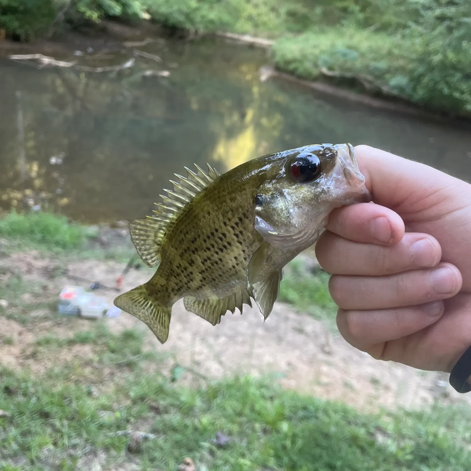 The most recent Shadow bass catches on Fishbrain