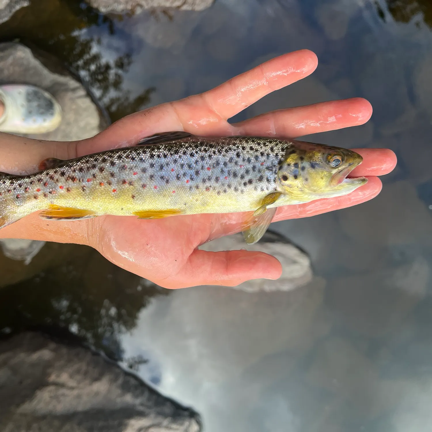 Brown trout caught on Fishbrain
