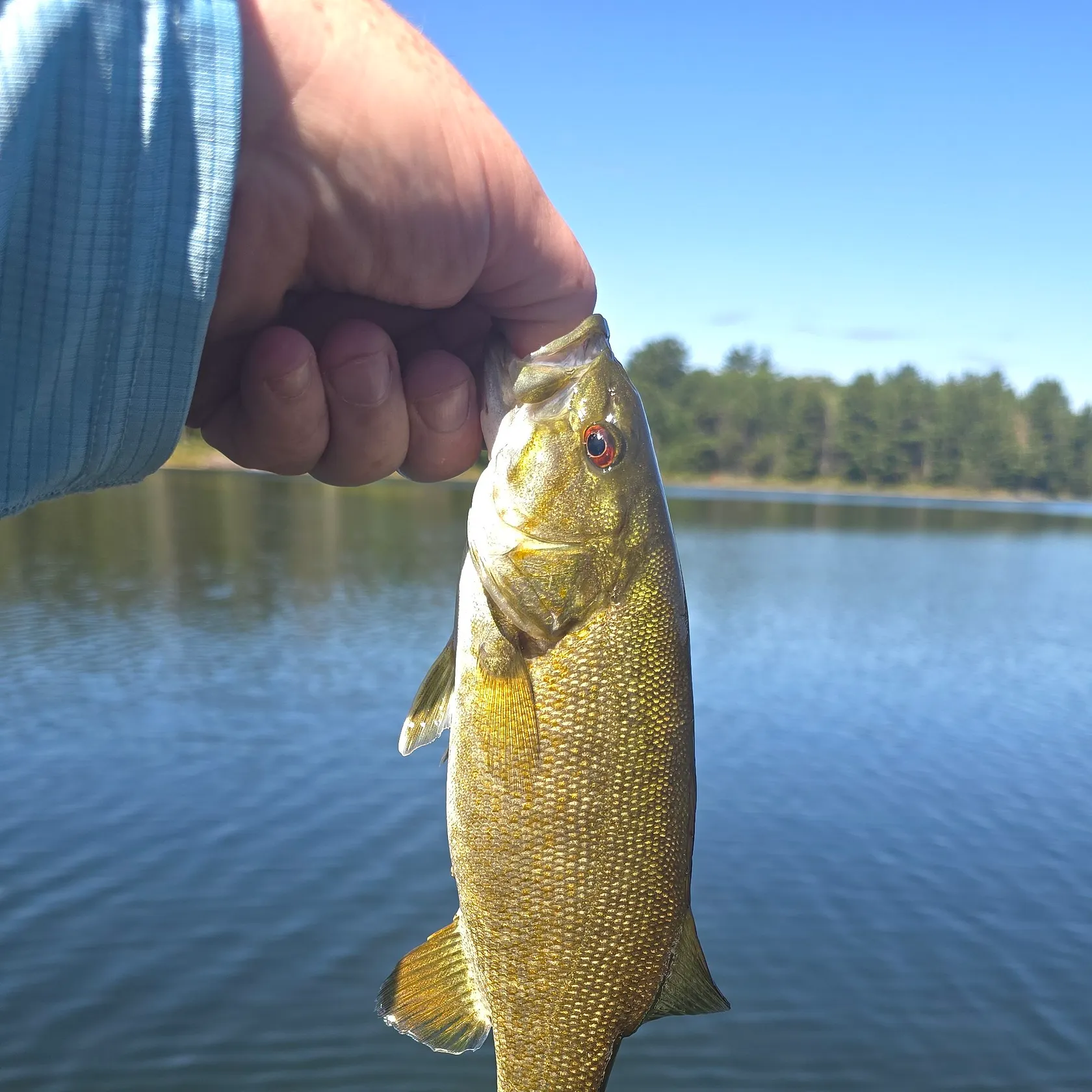 Smallmouth bass caught on Fishbrain