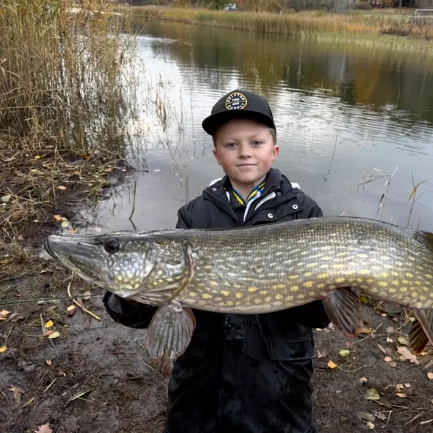 Northern pike caught on Fishbrain