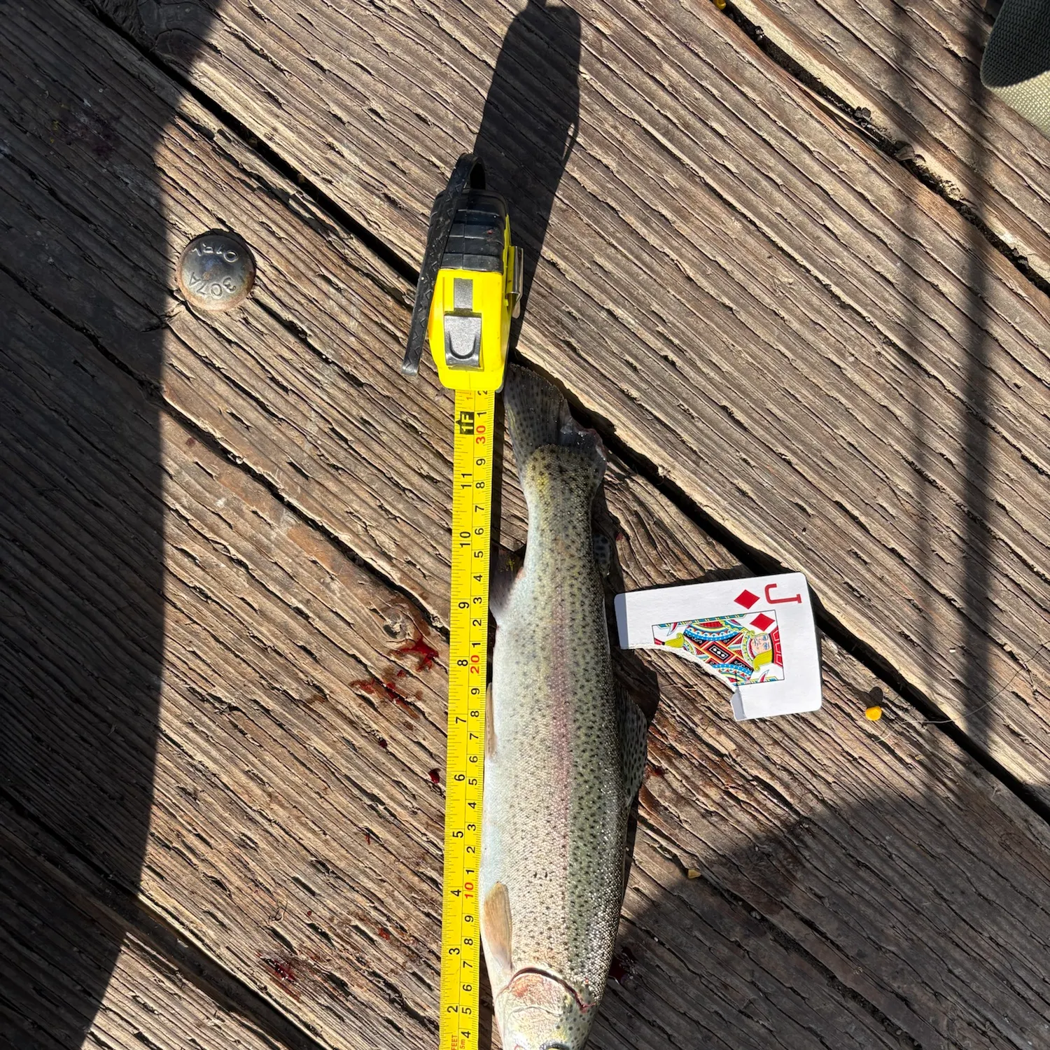 Rainbow trout caught on Fishbrain