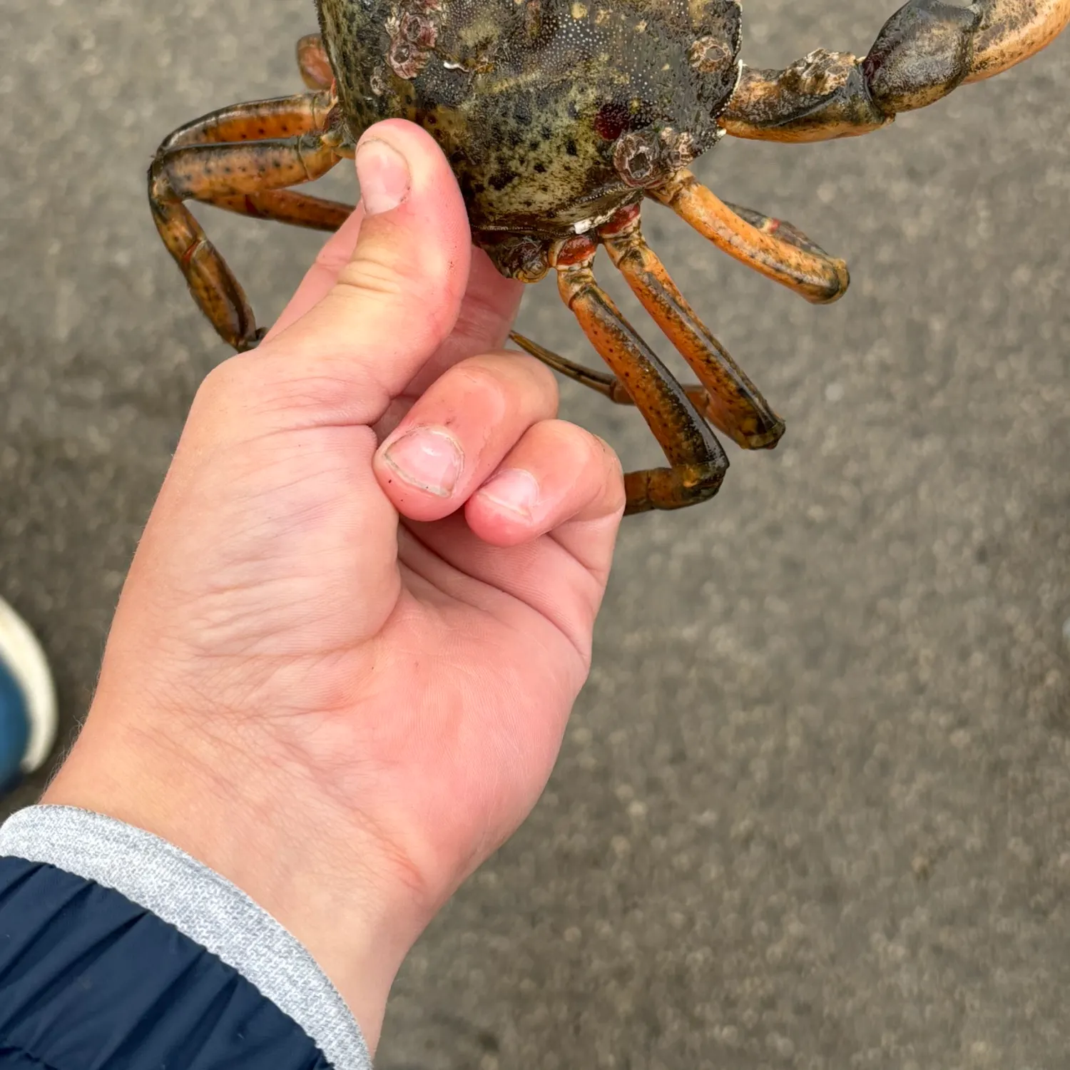 The most recent Atlantic rock crab catches on Fishbrain