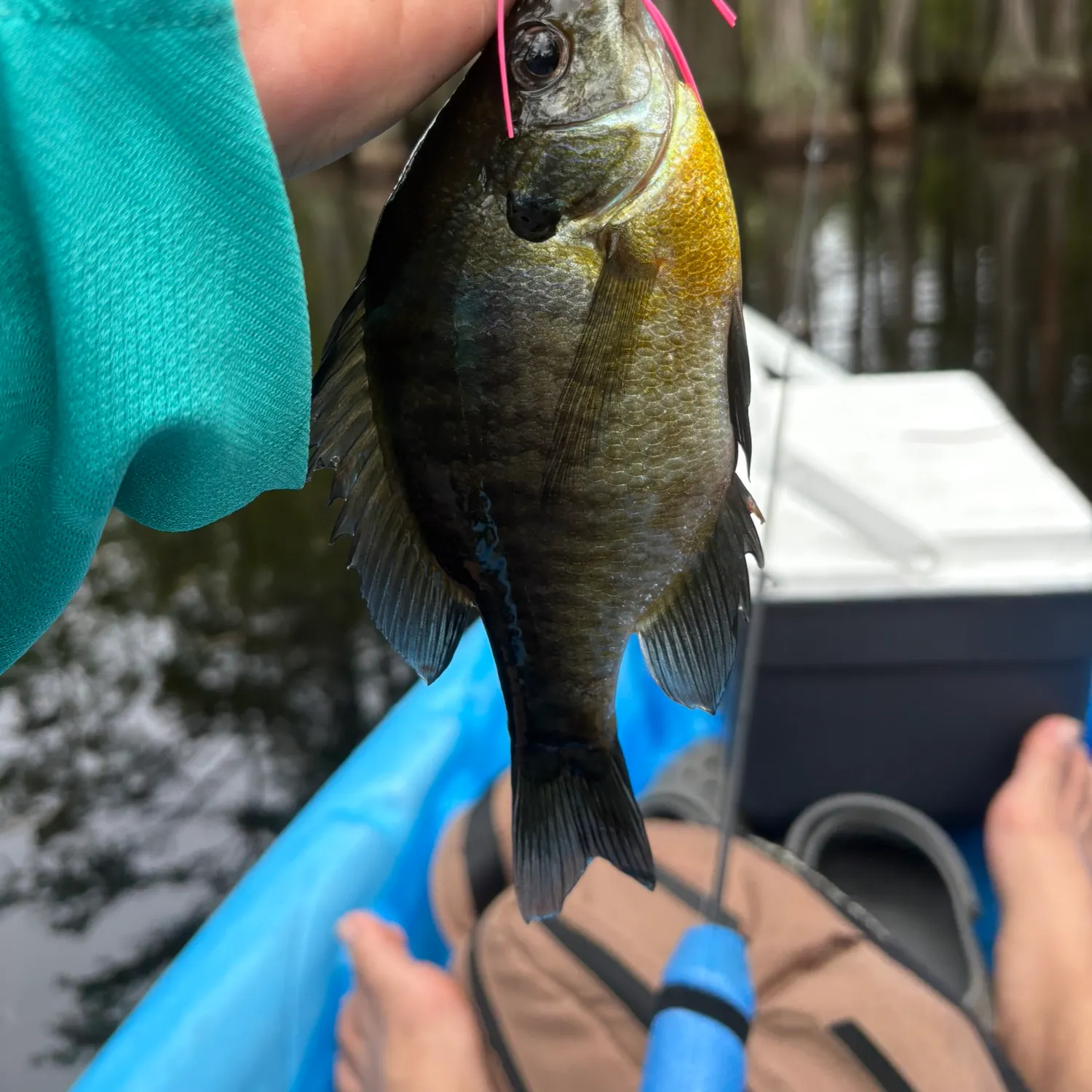 Bluegill caught on Fishbrain