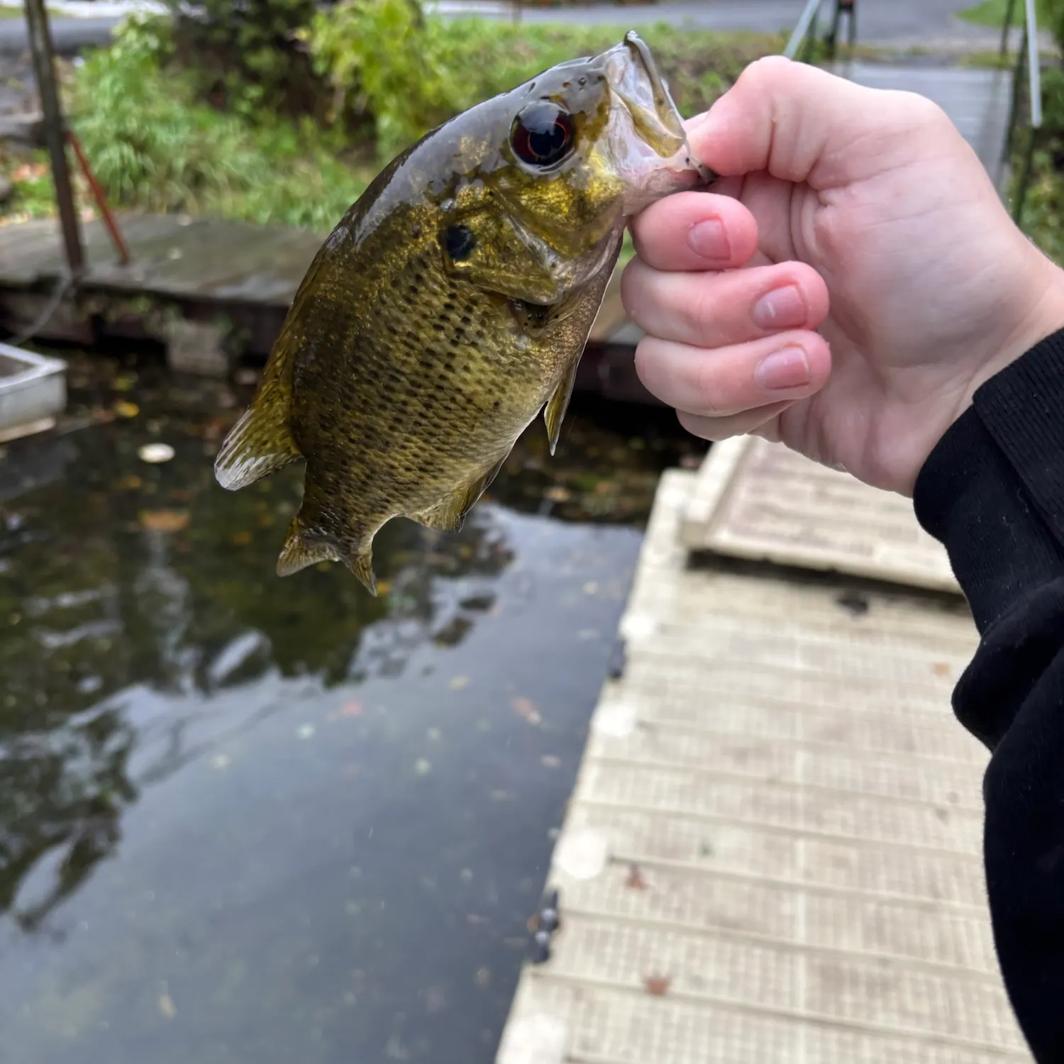 Rock bass caught on Fishbrain