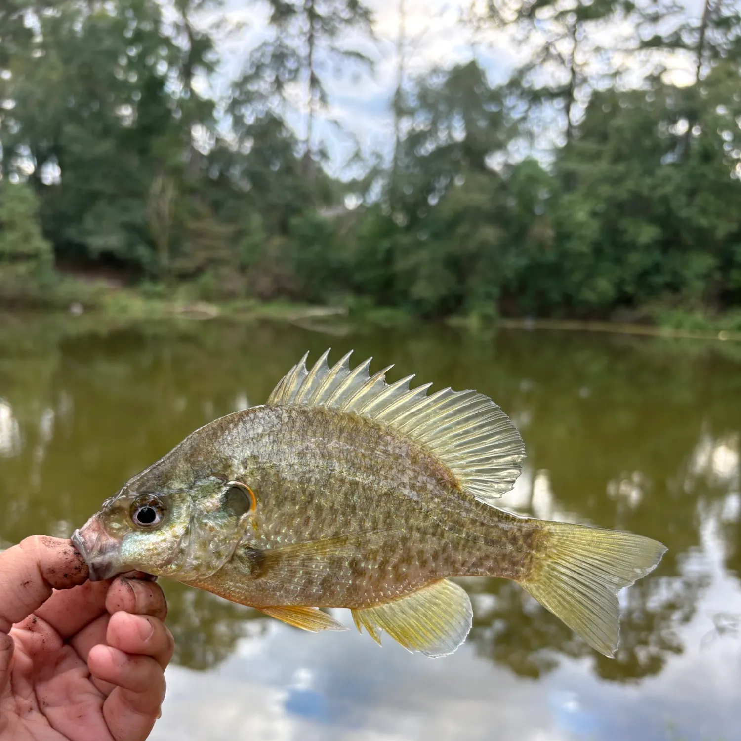 Redear sunfish caught on Fishbrain