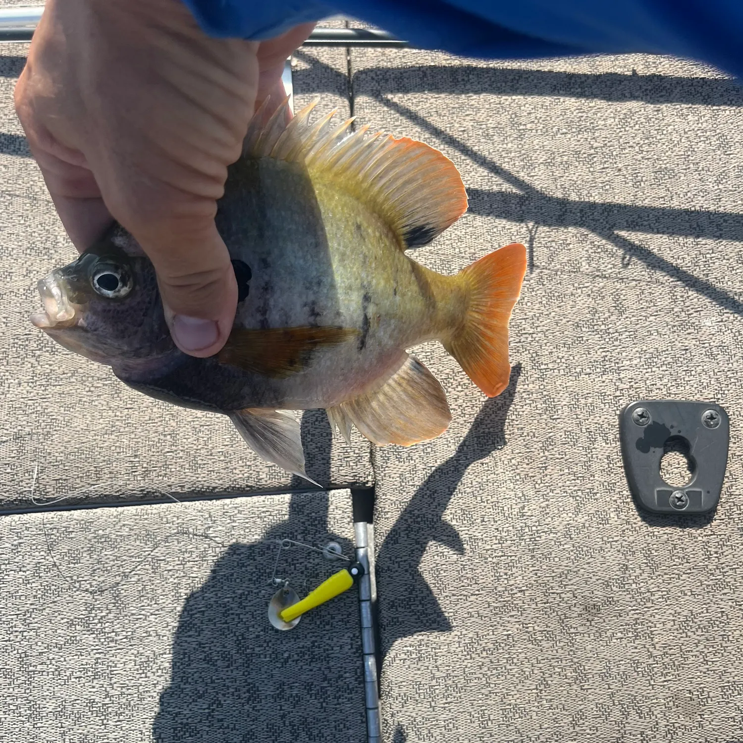 Bluegill caught on Fishbrain