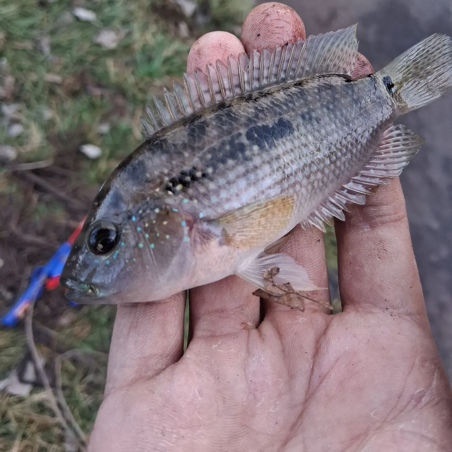 The most recent Jack Dempsey cichlid catches on Fishbrain