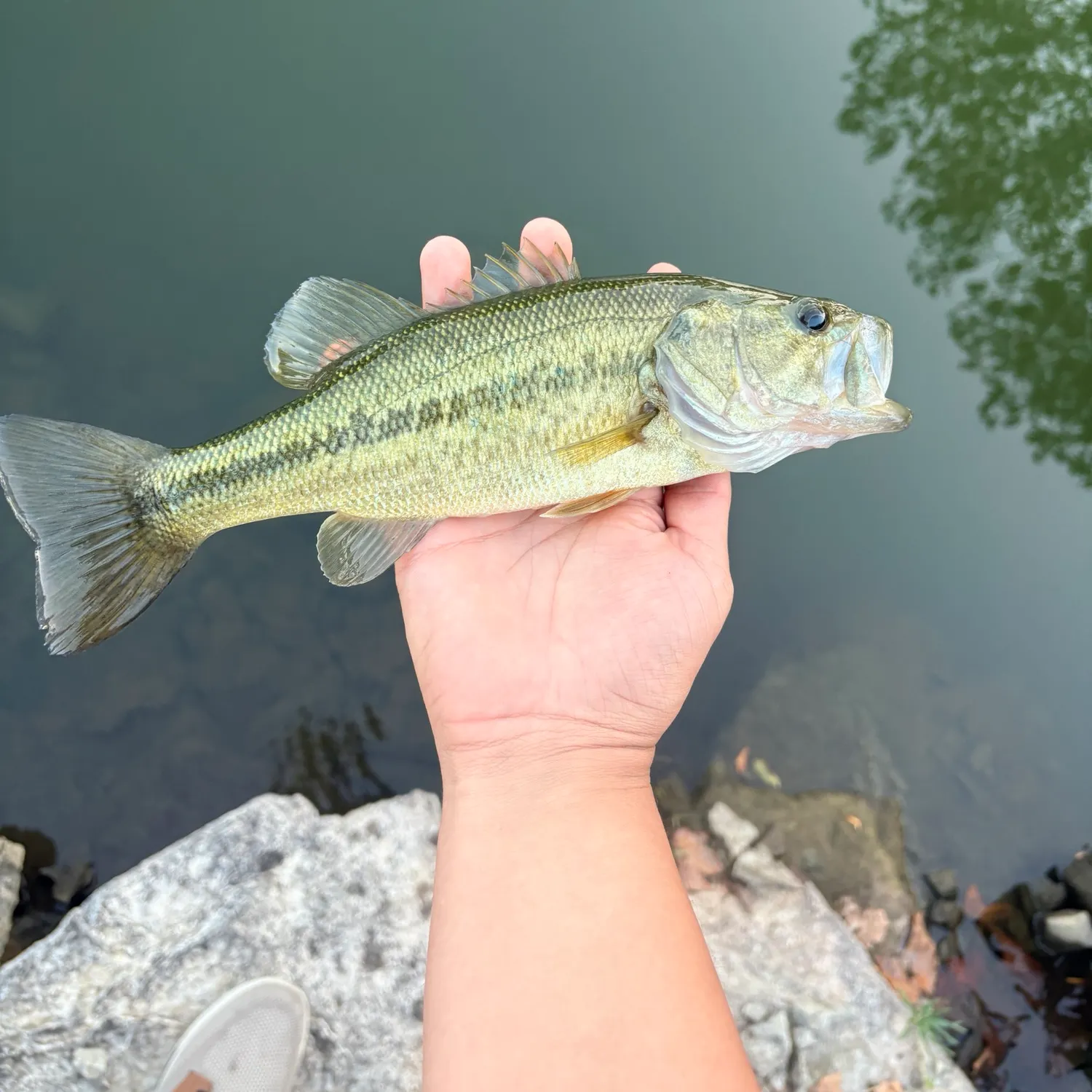 Largemouth bass caught on Fishbrain