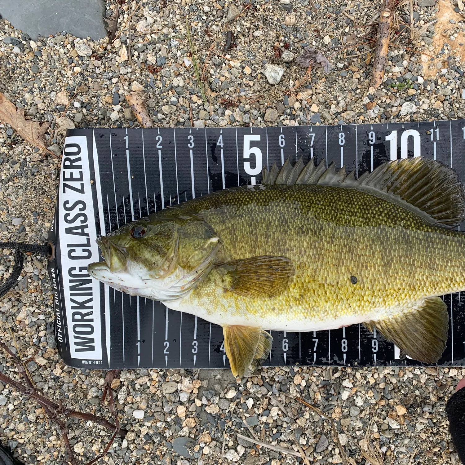 angler catch