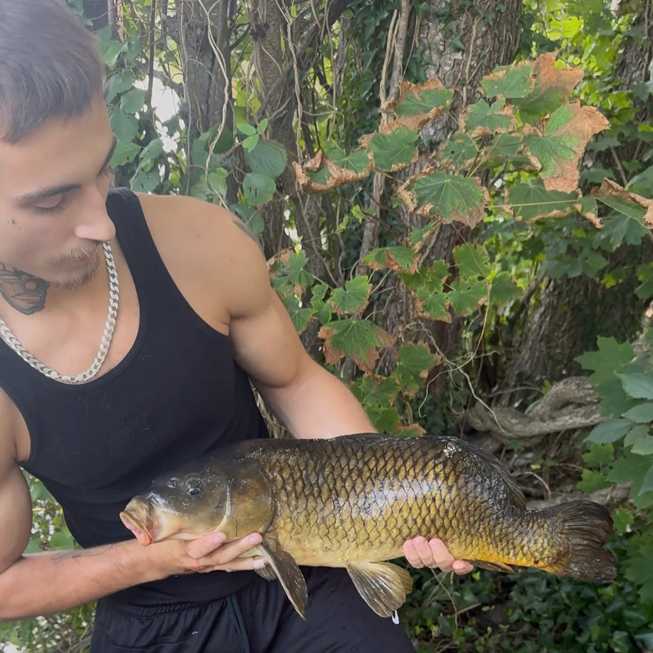 Common carp caught on Fishbrain