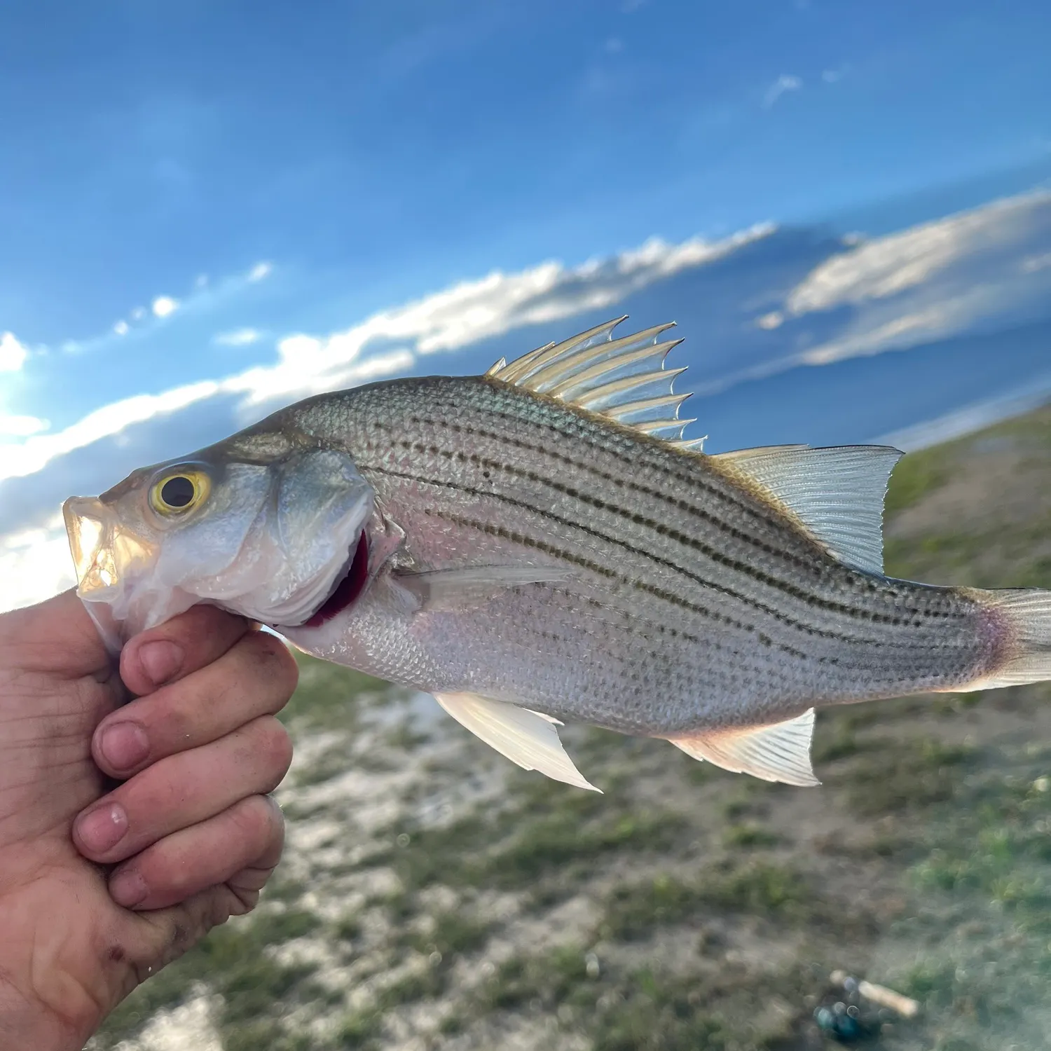 White bass caught on Fishbrain