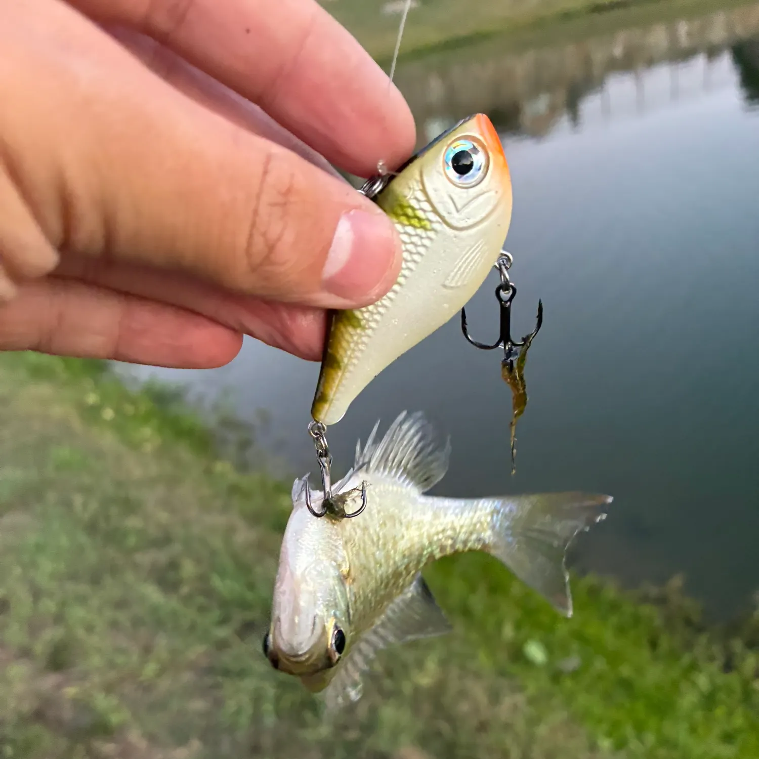Bluegill caught on Fishbrain