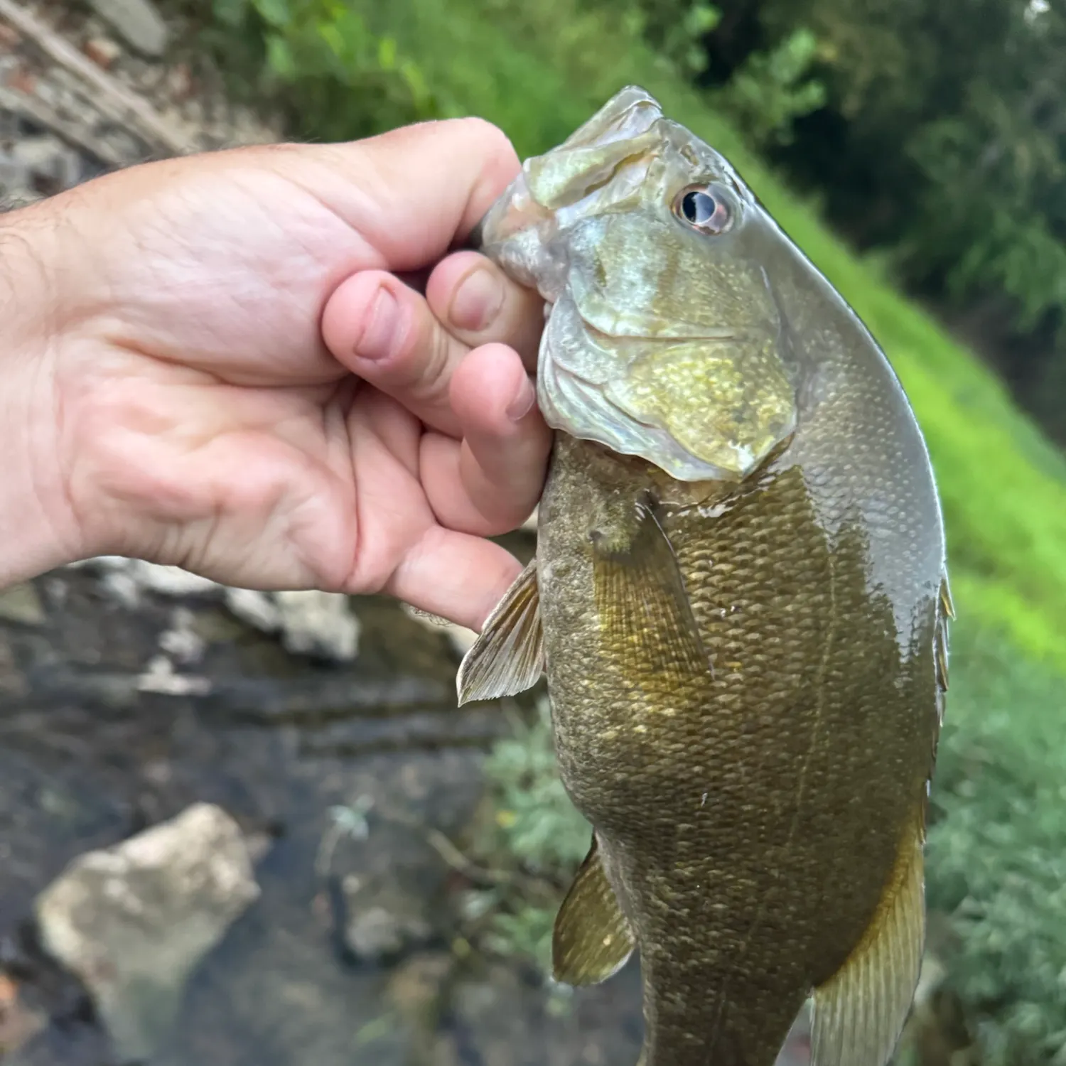 Smallmouth bass caught on Fishbrain