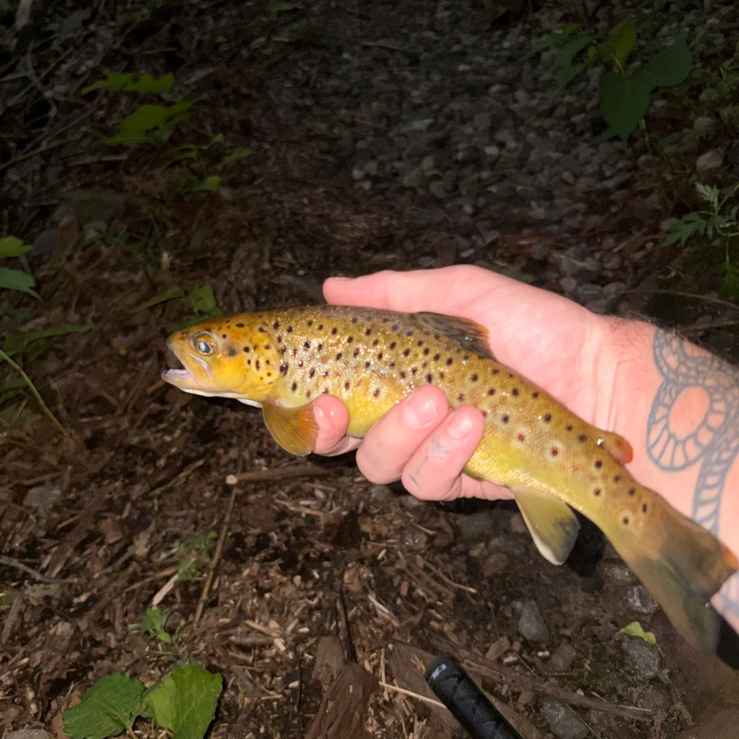 Brown trout caught on Fishbrain