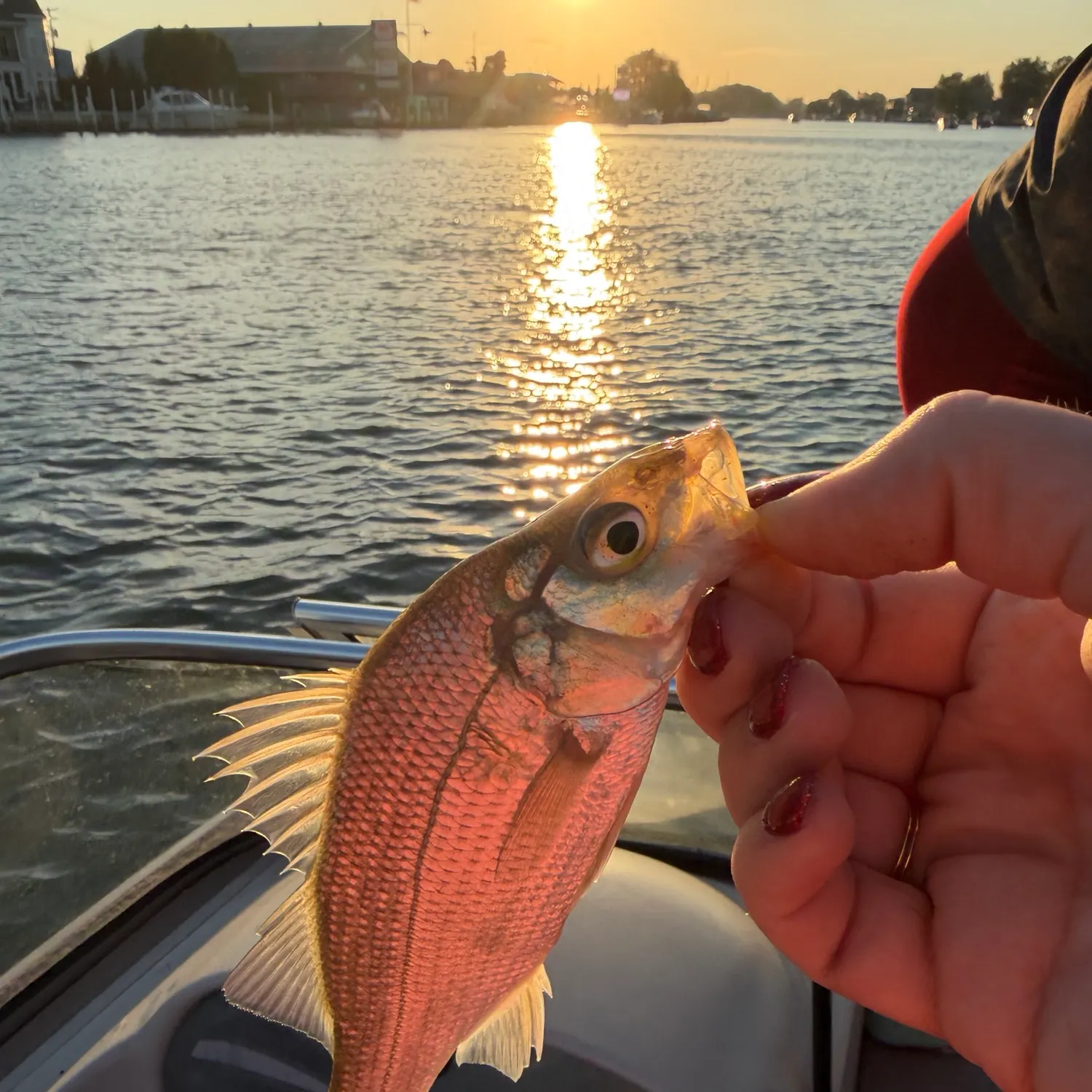 White perch caught on Fishbrain