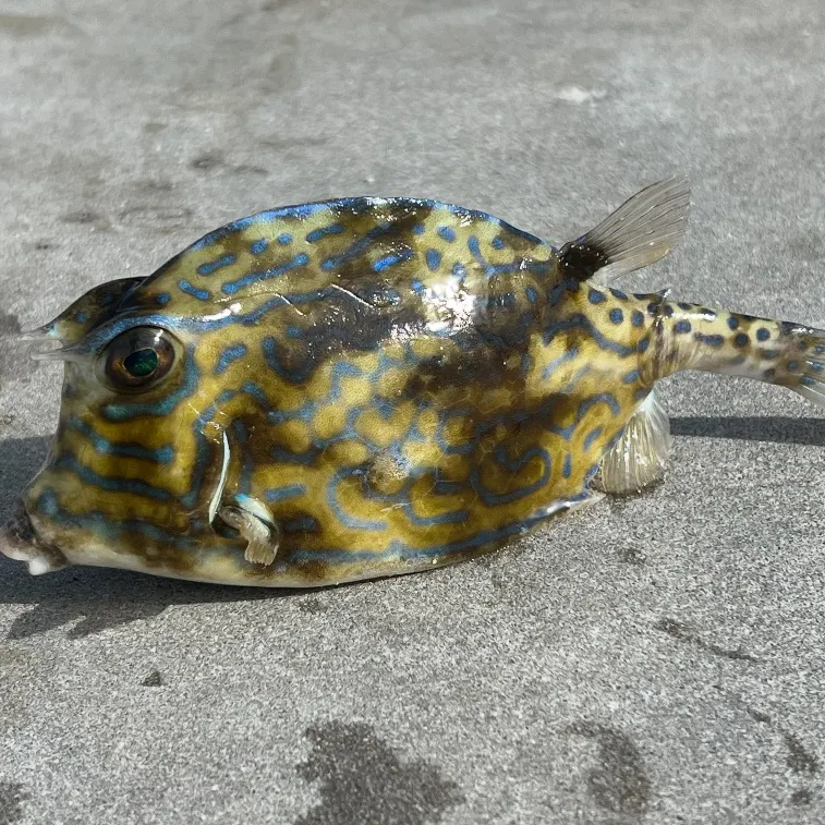 The most recent Shortnose boxfish catches on Fishbrain