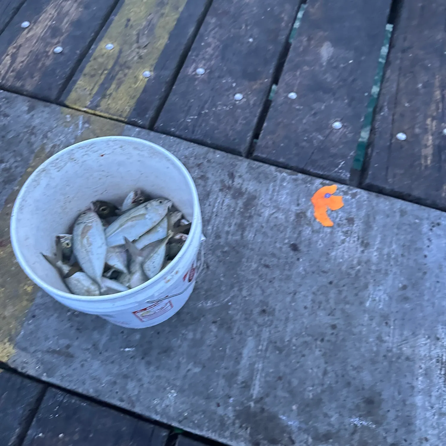 The most recent Greater amberjack catches on Fishbrain