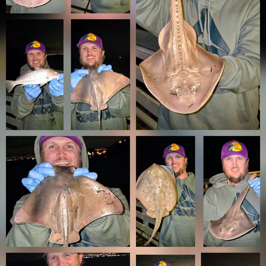 The most recent Bat eagle ray catches on Fishbrain
