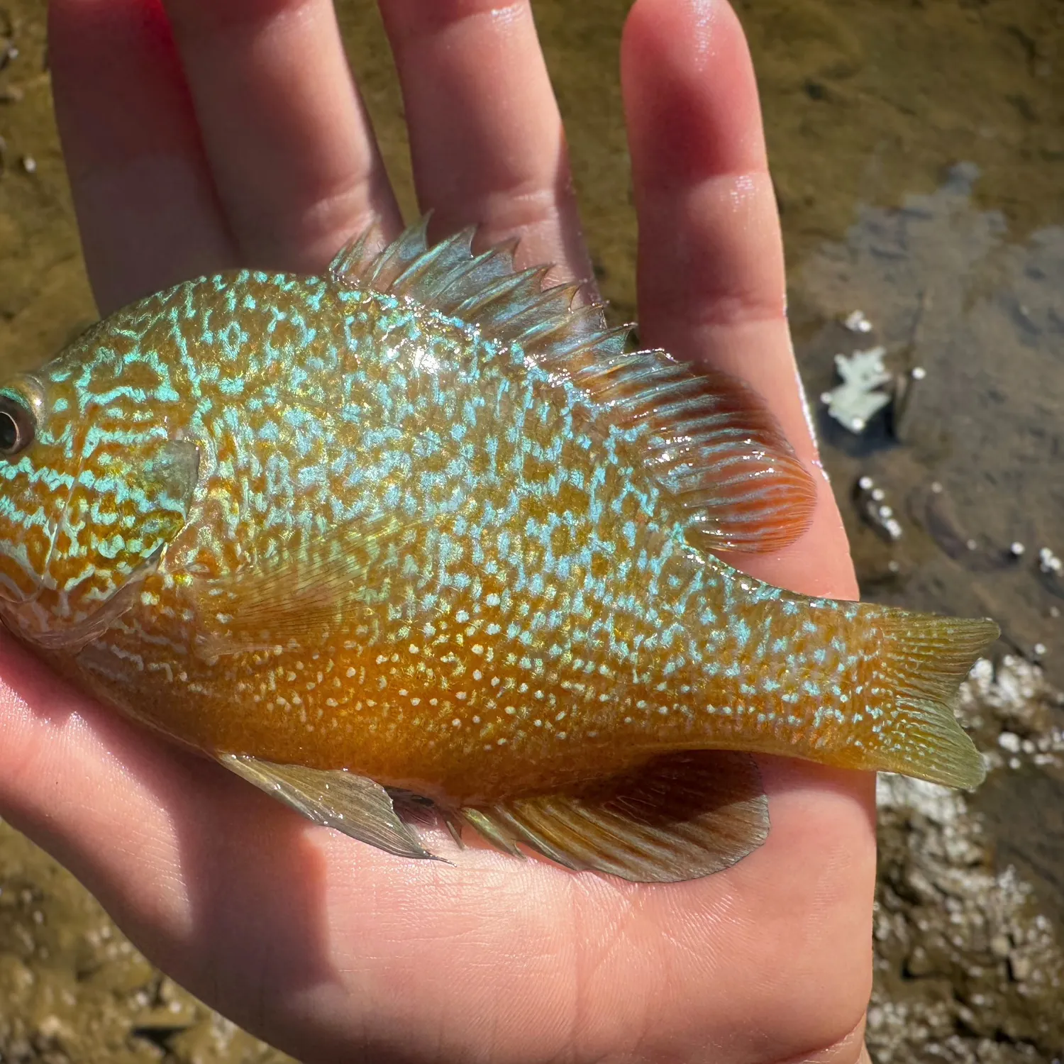 Longear sunfish caught on Fishbrain