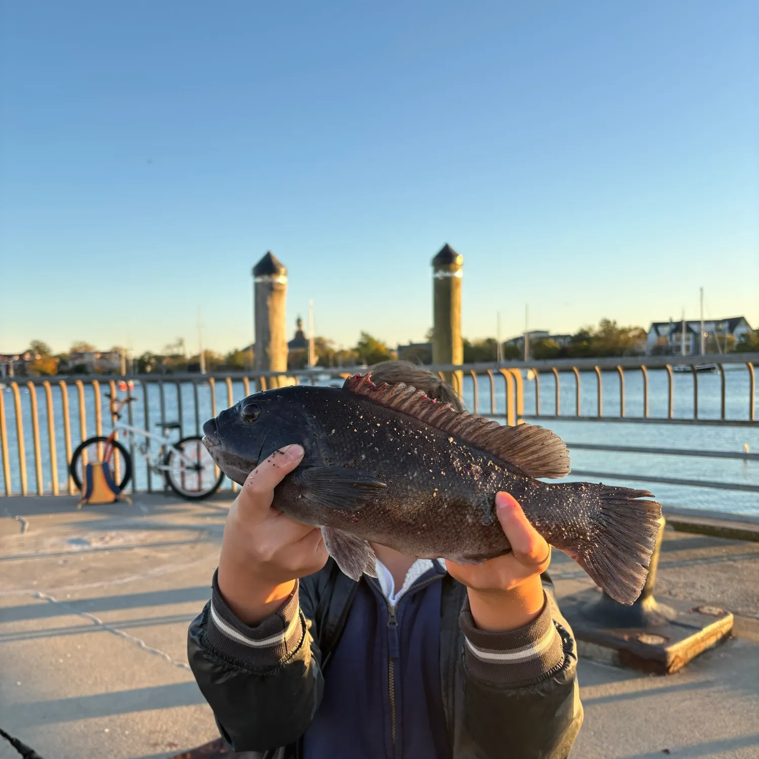 Tautog caught on Fishbrain