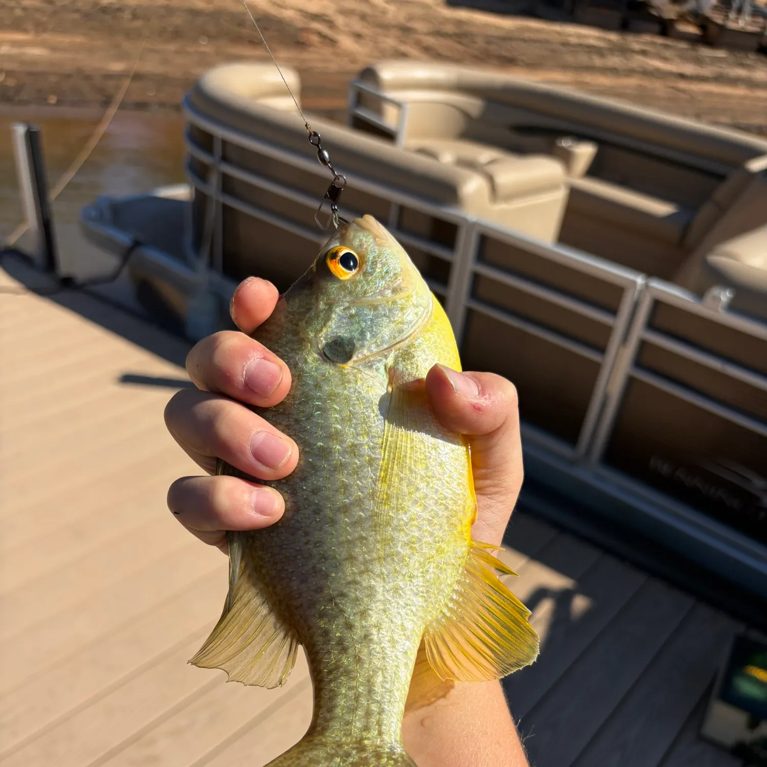 Redear sunfish caught on Fishbrain