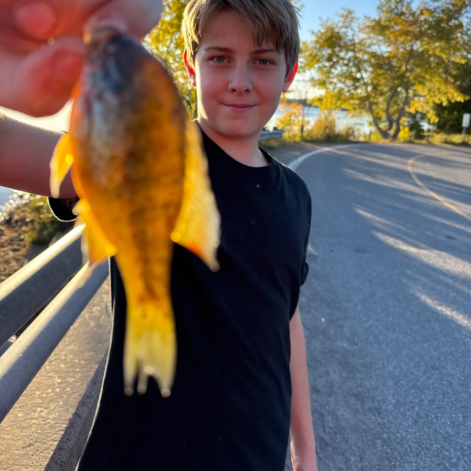 Pumpkinseed caught on Fishbrain