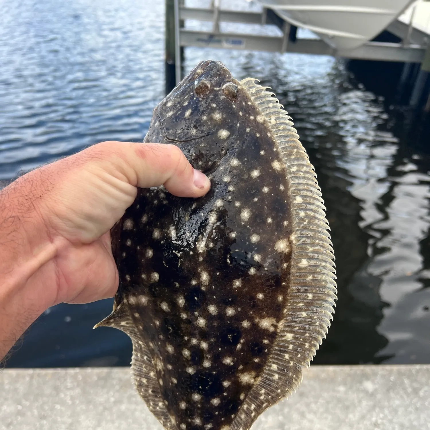 Summer flounder caught on Fishbrain