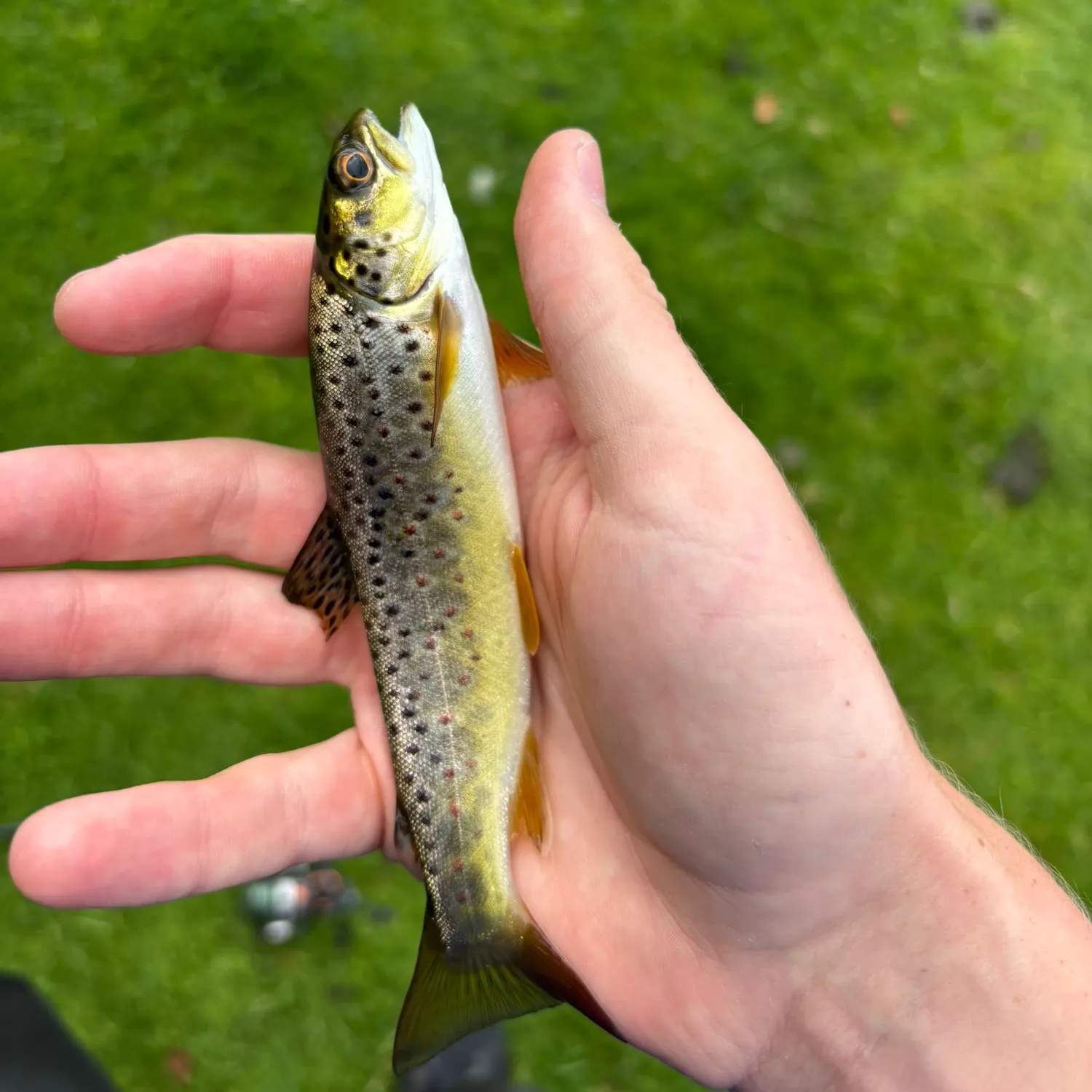 The most recent Brown trout catches on Fishbrain