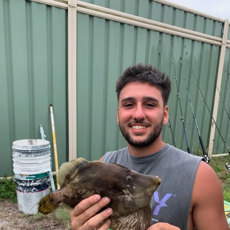 The most recent Black reef leatherjacket catches on Fishbrain