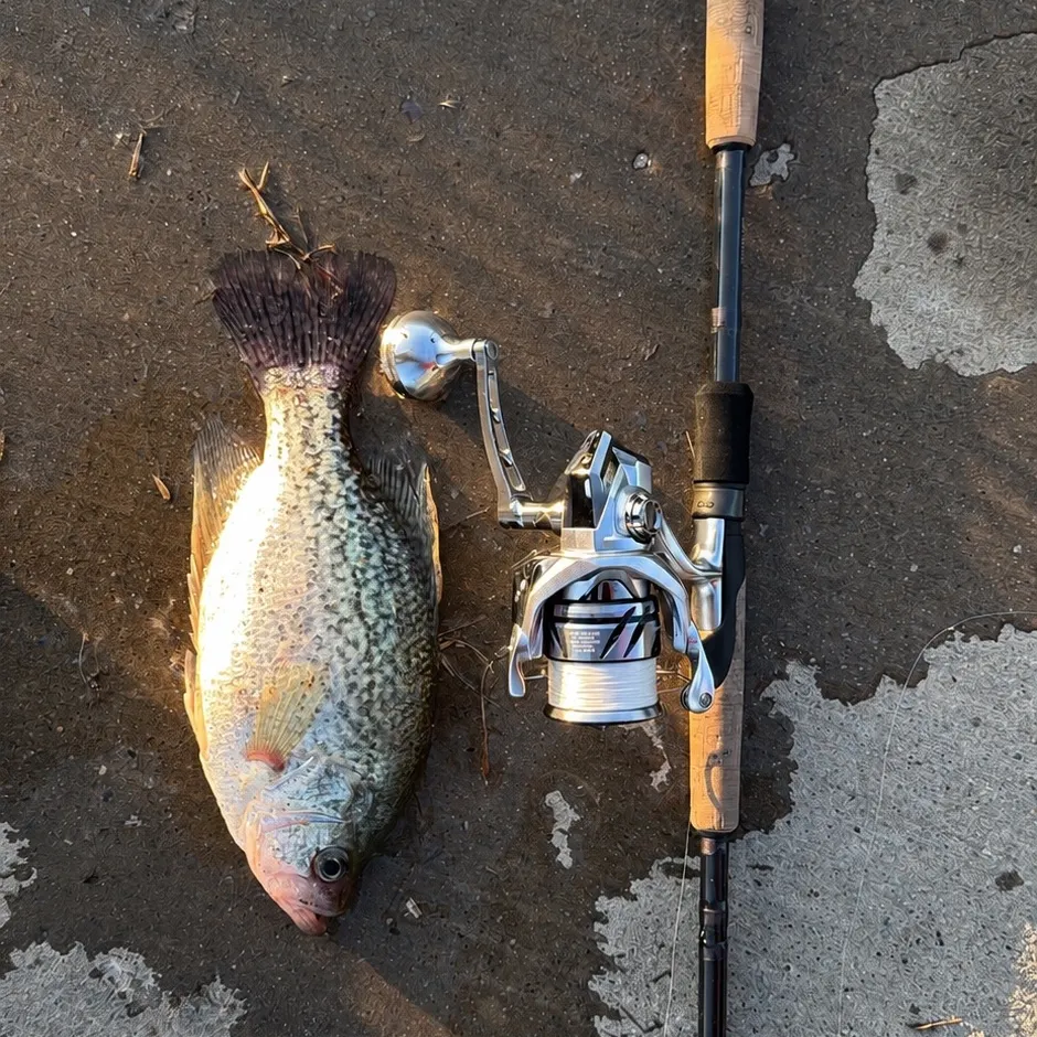 The most recent White crappie catches on Fishbrain