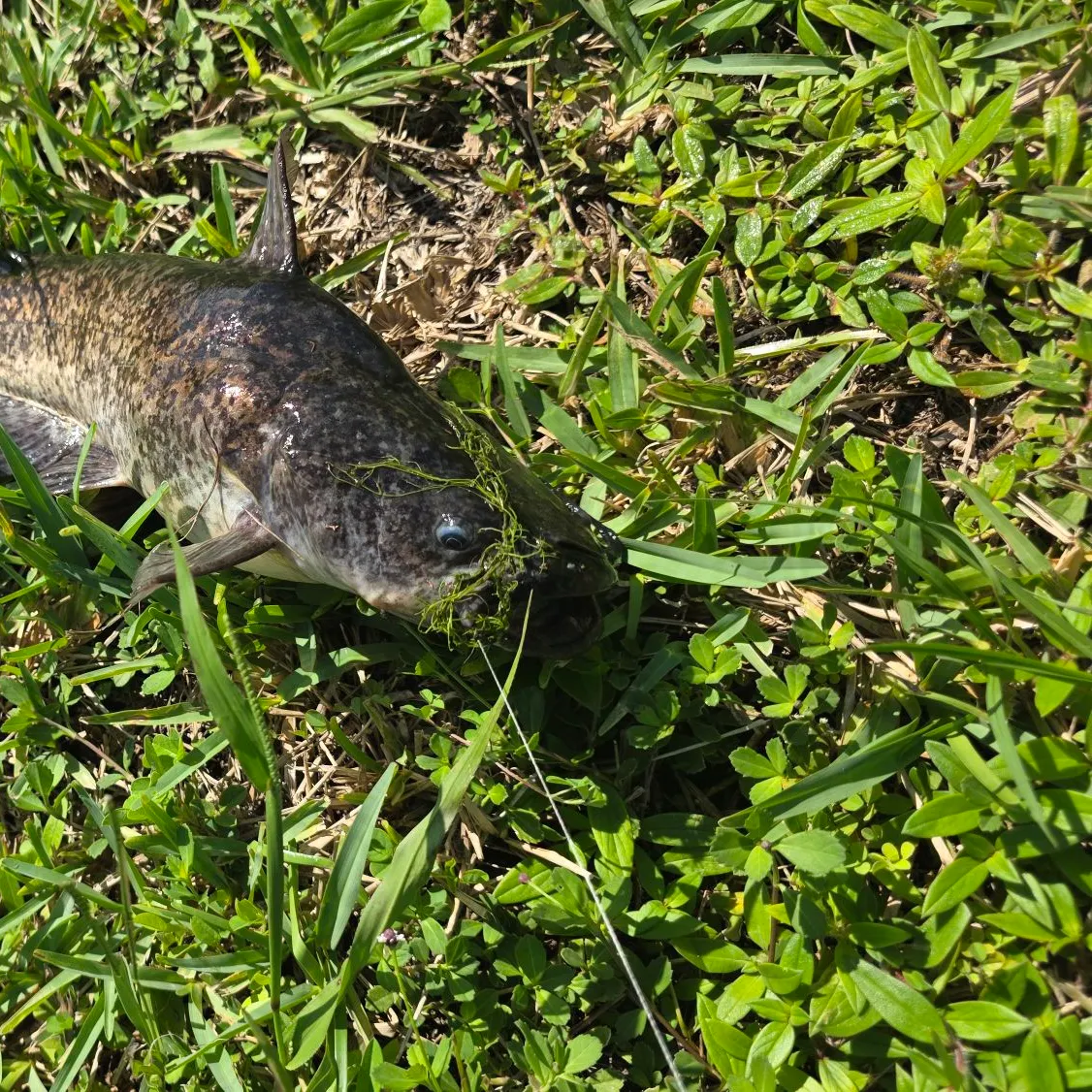 Channel catfish caught on Fishbrain