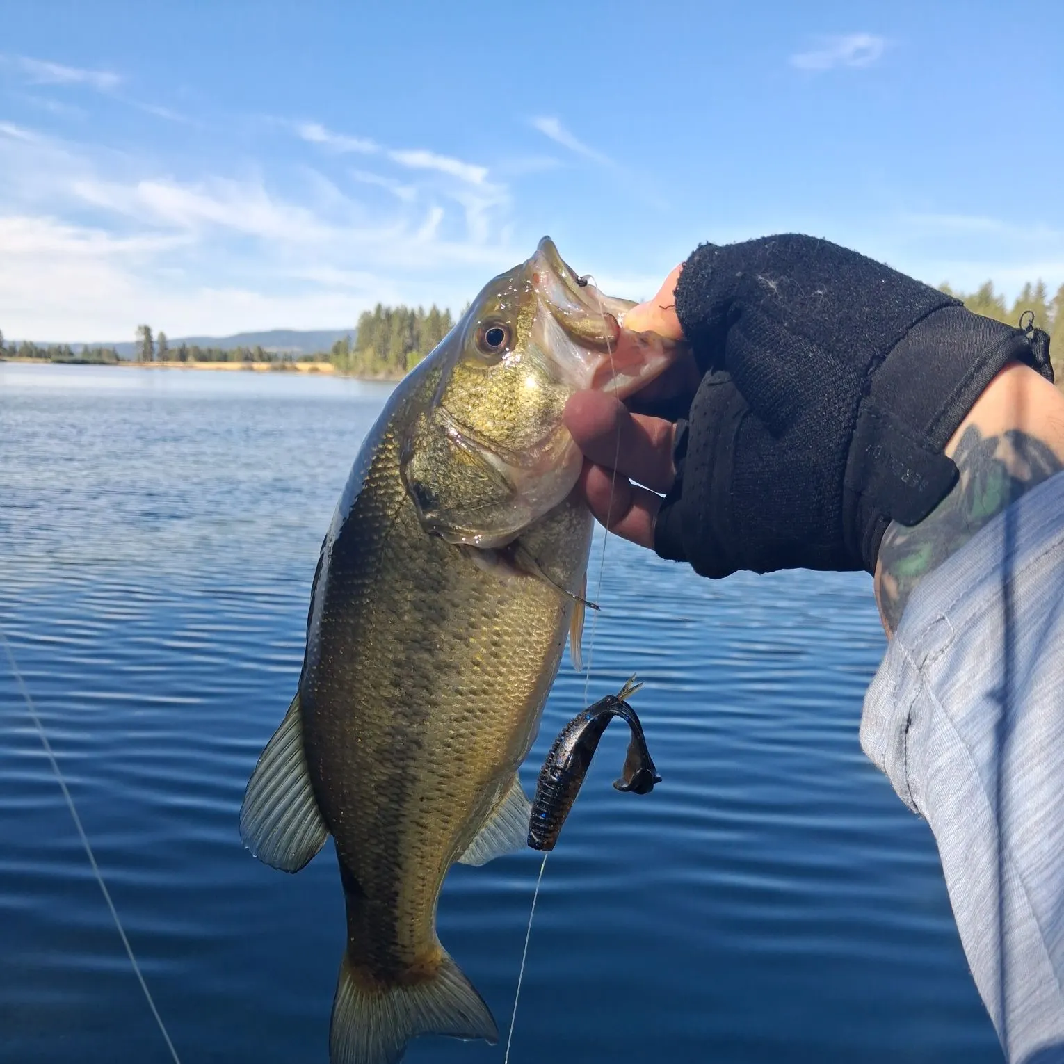 Largemouth bass caught on Fishbrain