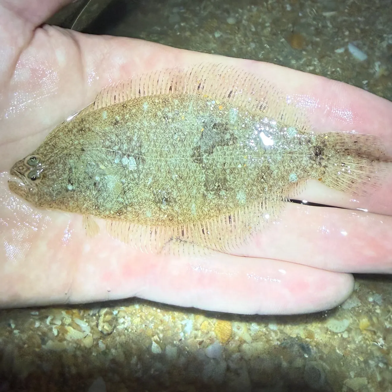 The most recent Bay whiff catches on Fishbrain