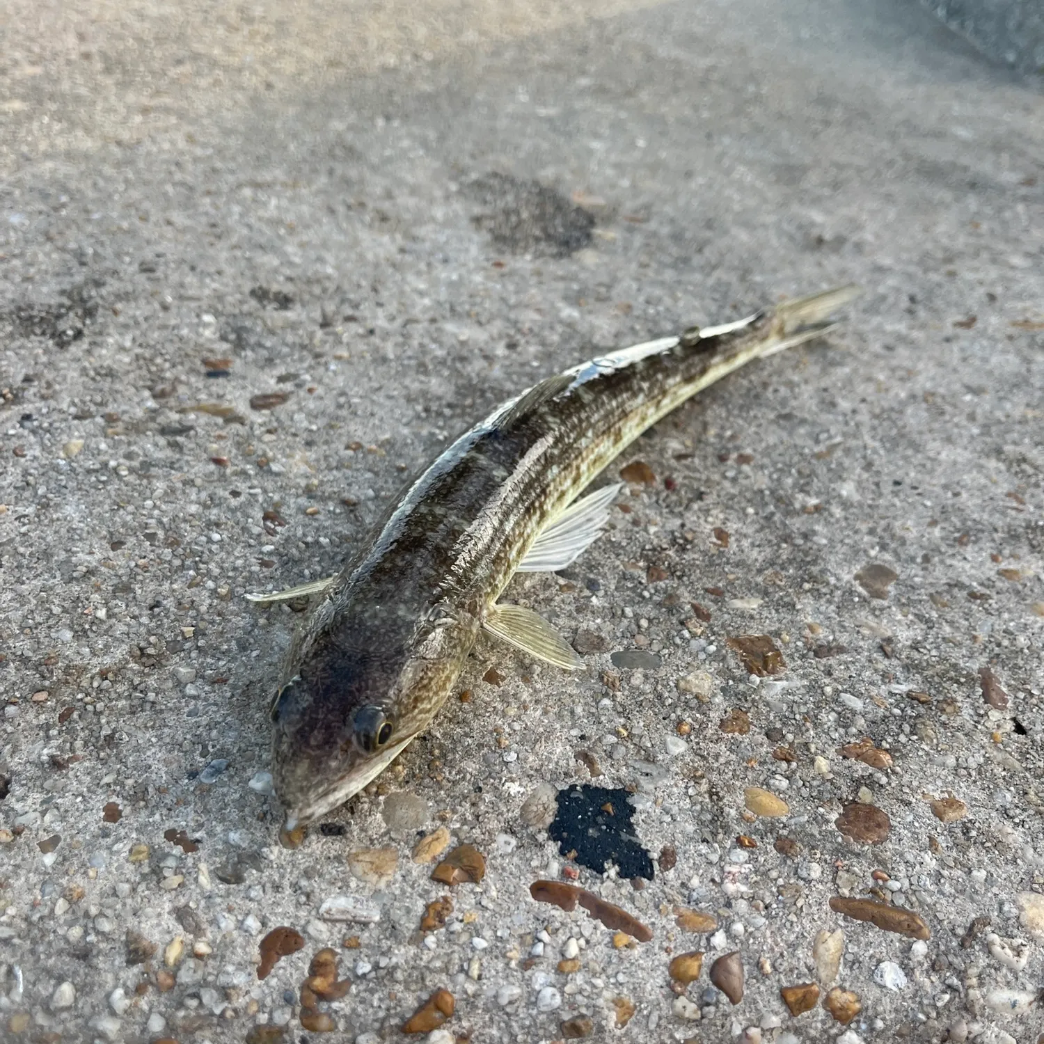 Inshore lizardfish caught on Fishbrain