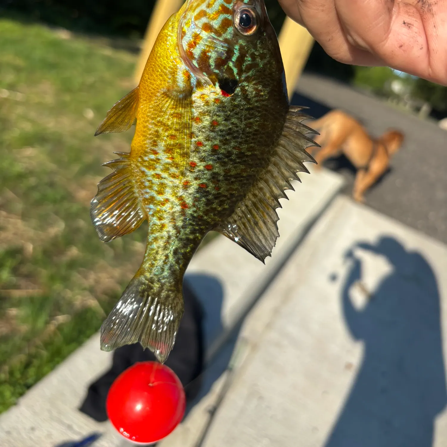 catch