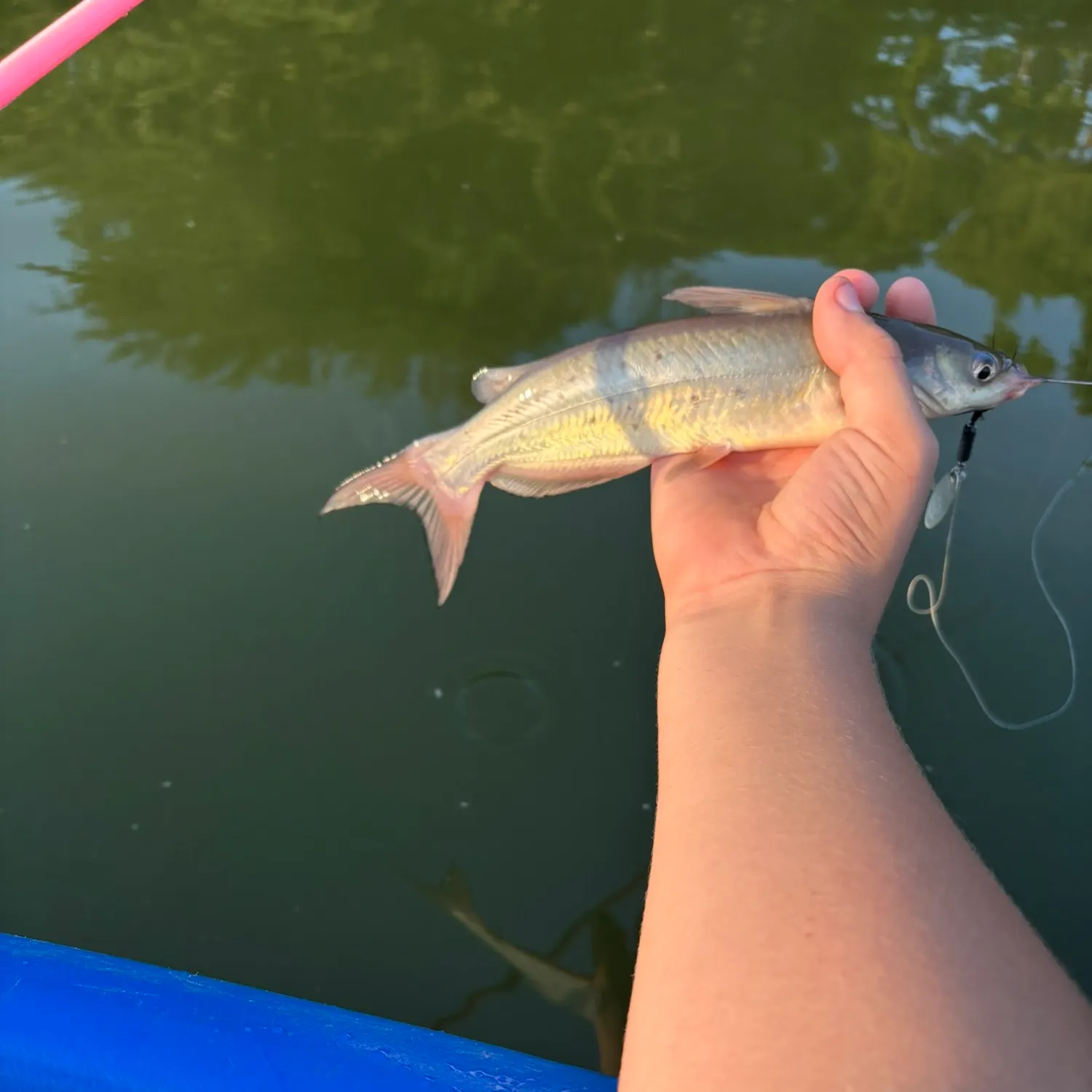 The most recent Blue catfish catches on Fishbrain