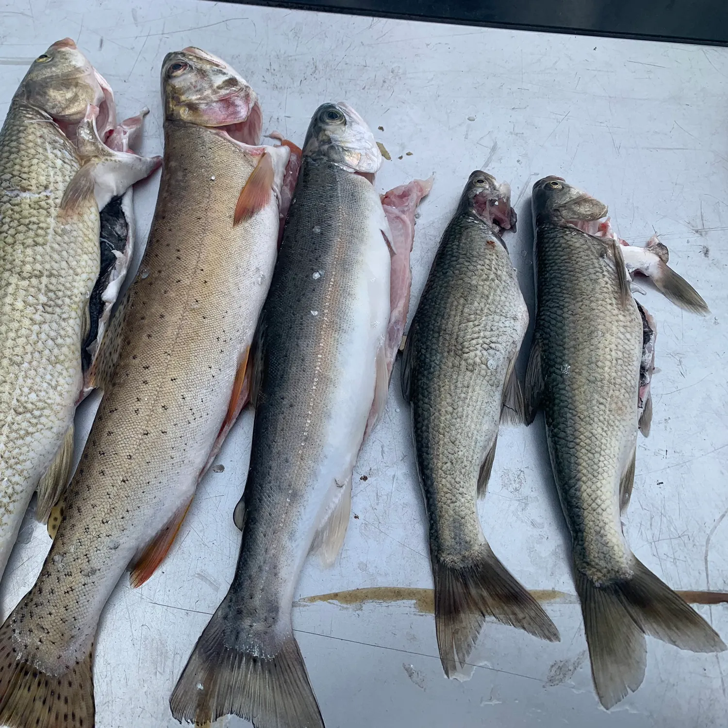 recently logged catches