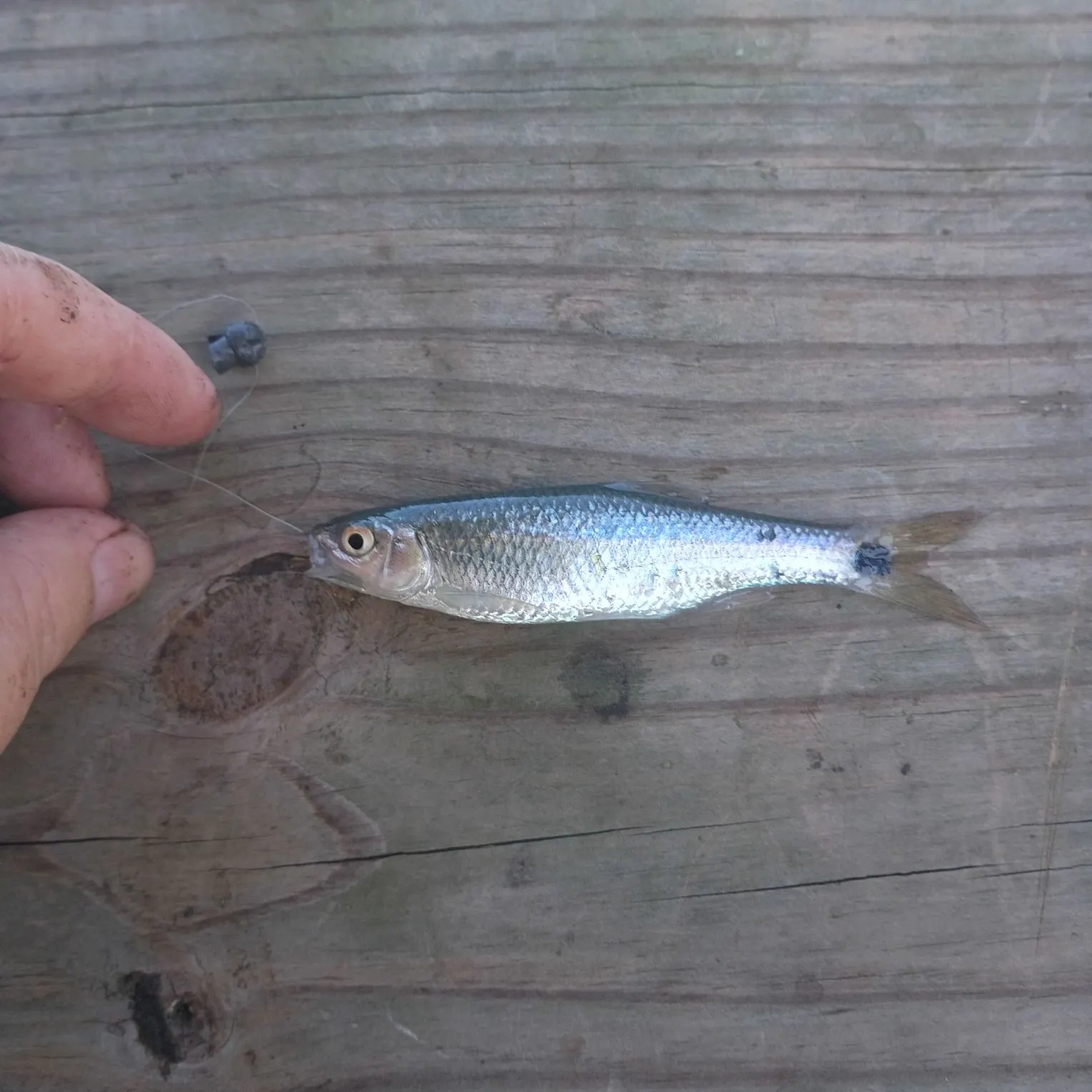 The most recent Western blacktail shiner catches on Fishbrain