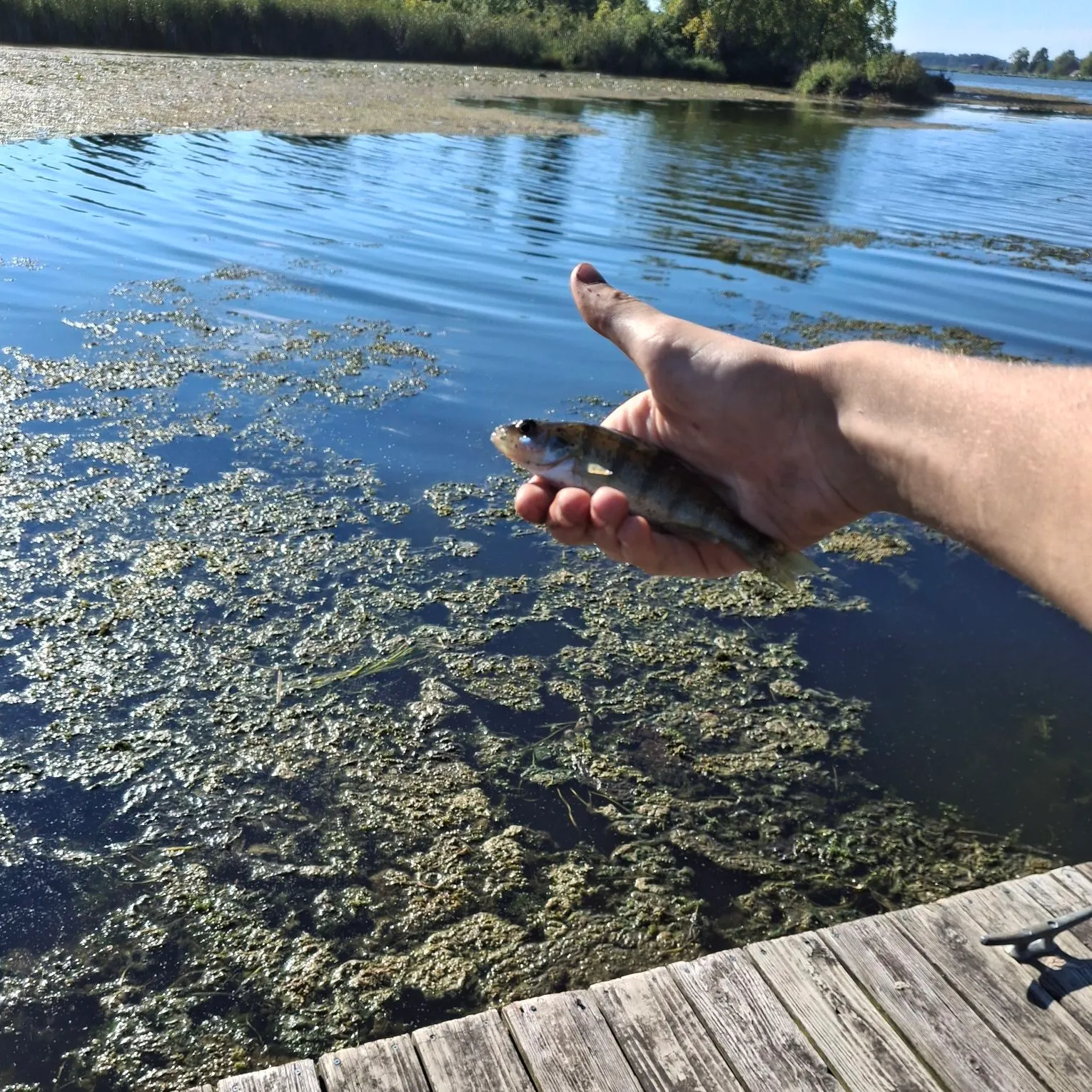 European perch caught on Fishbrain